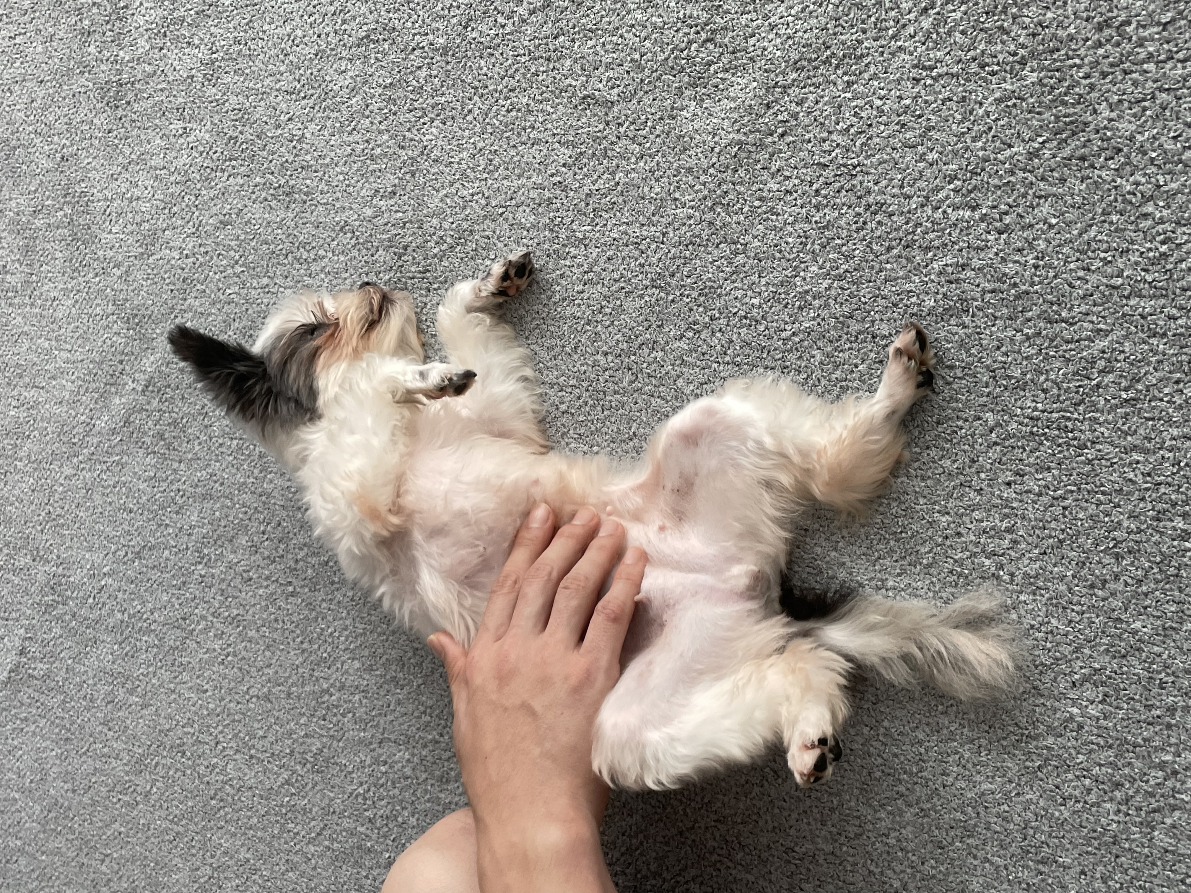 아산구조견 아뭉이 입양 일주일 후기에요