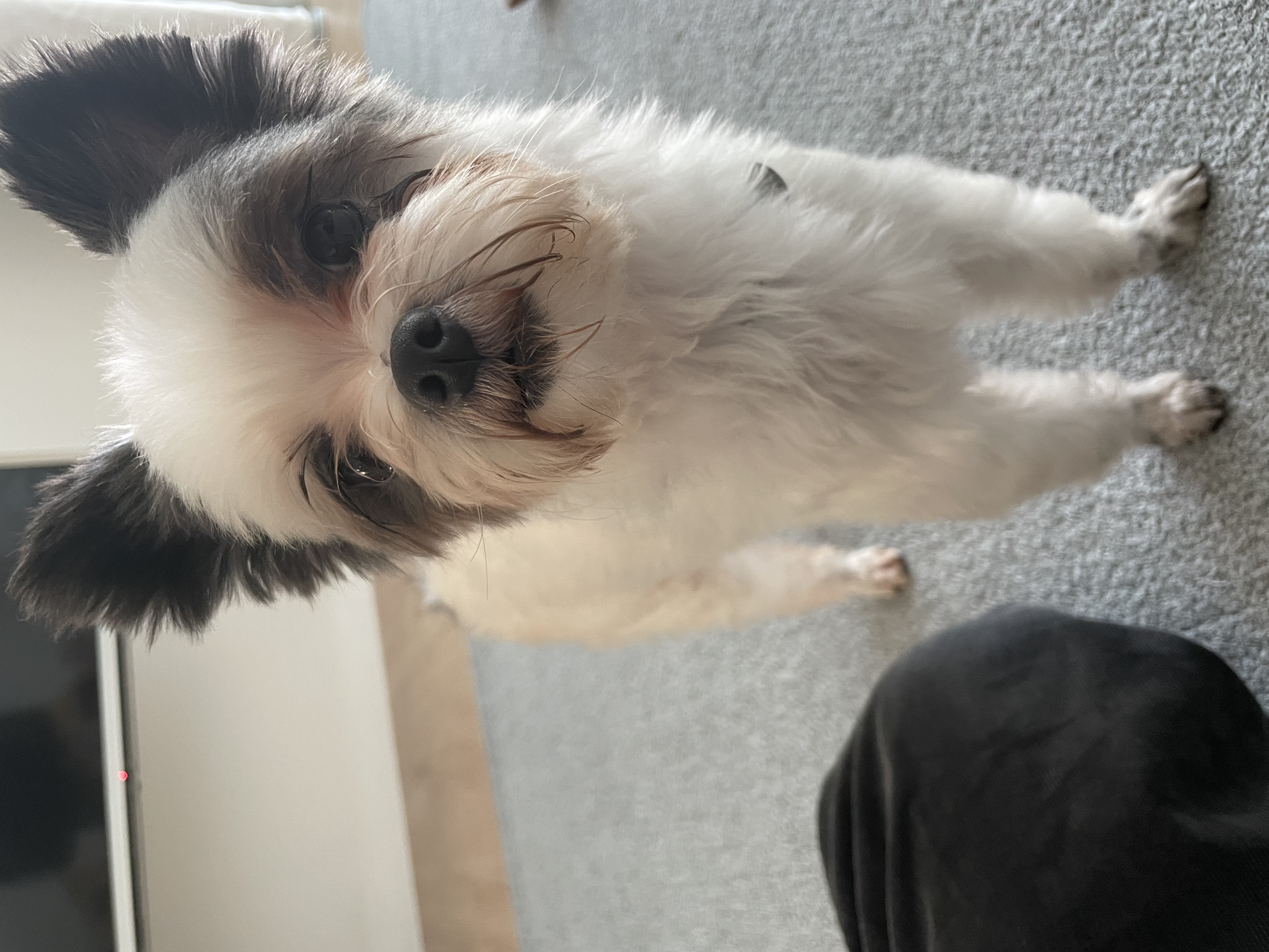 아산구조견 아뭉이 입양 일주일 후기에요