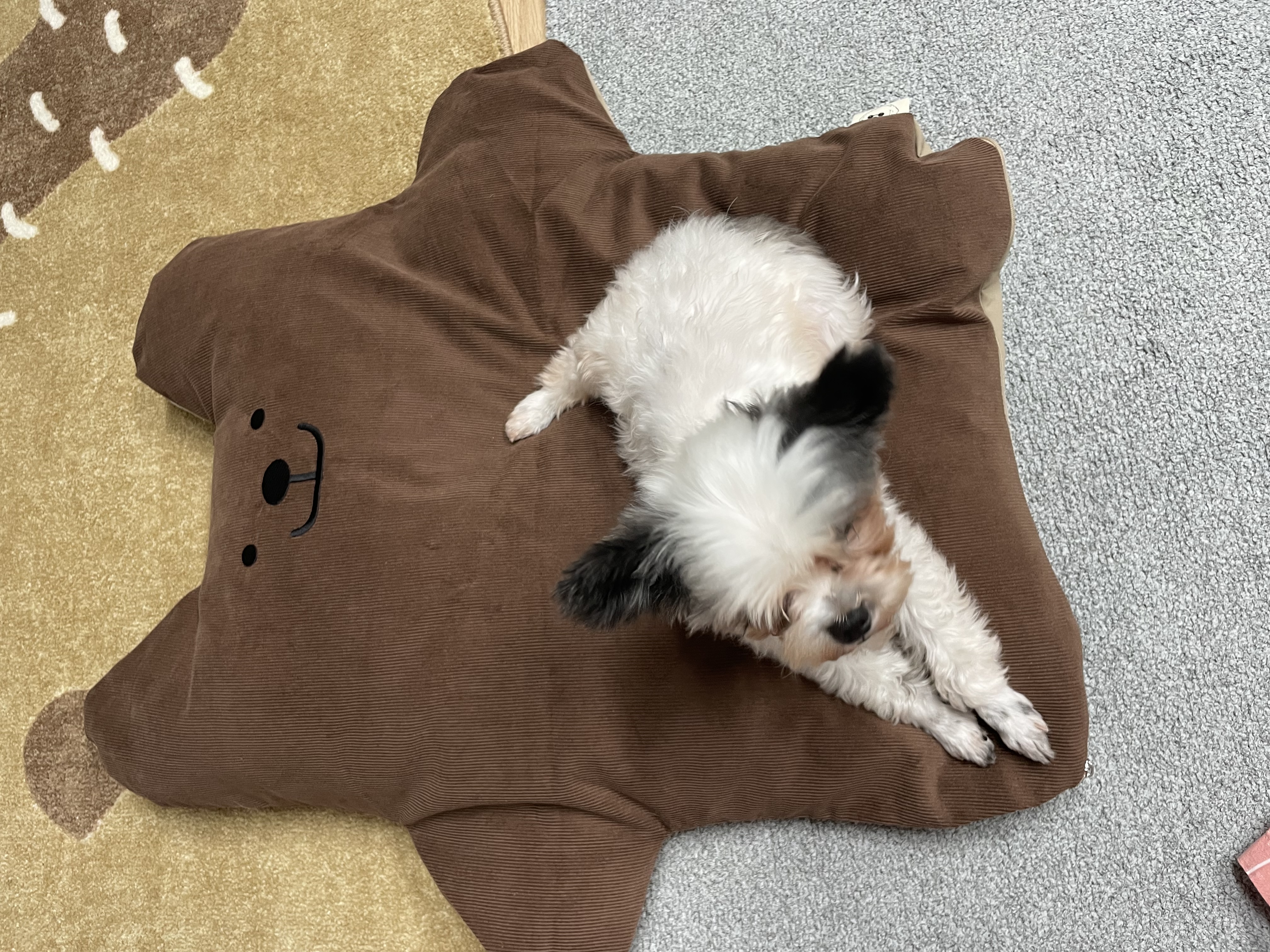 아산구조견 아뭉이 입양 일주일 후기에요