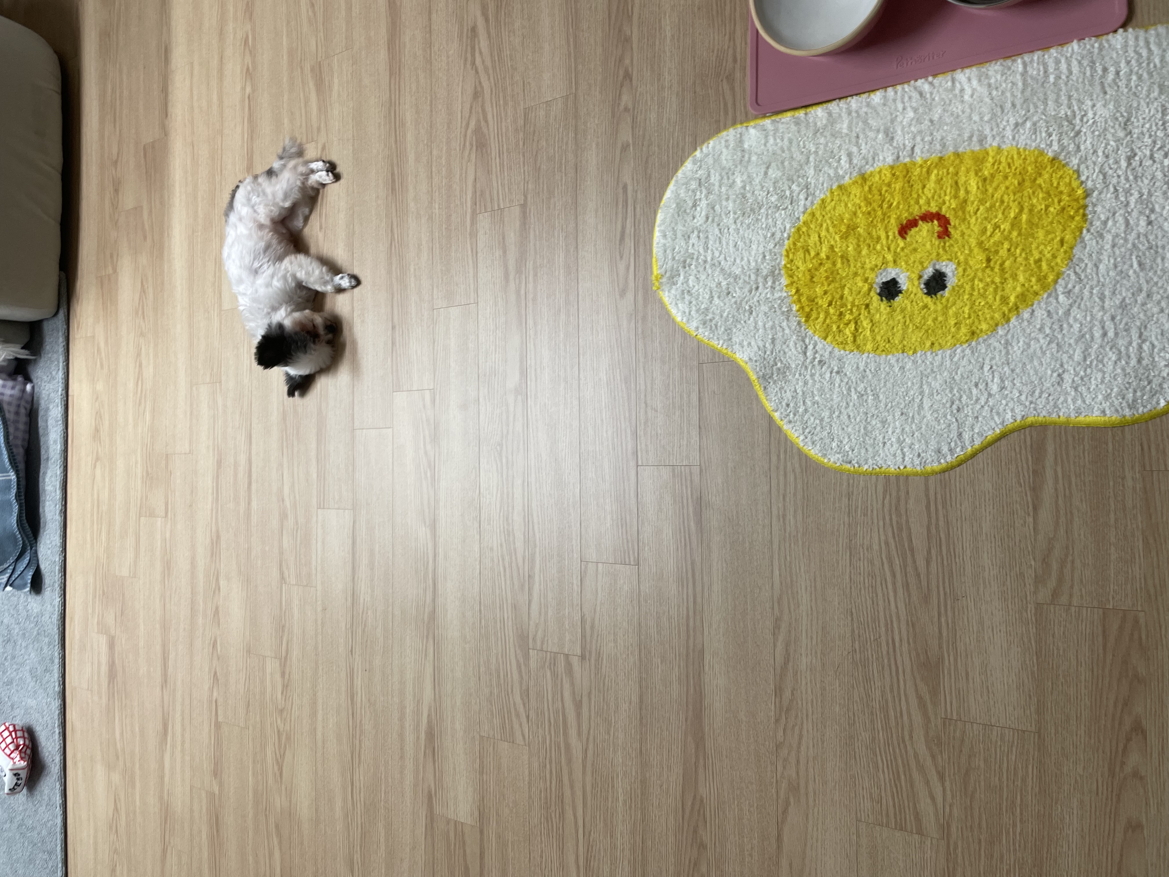 아산구조견 아뭉이 입양 일주일 후기에요