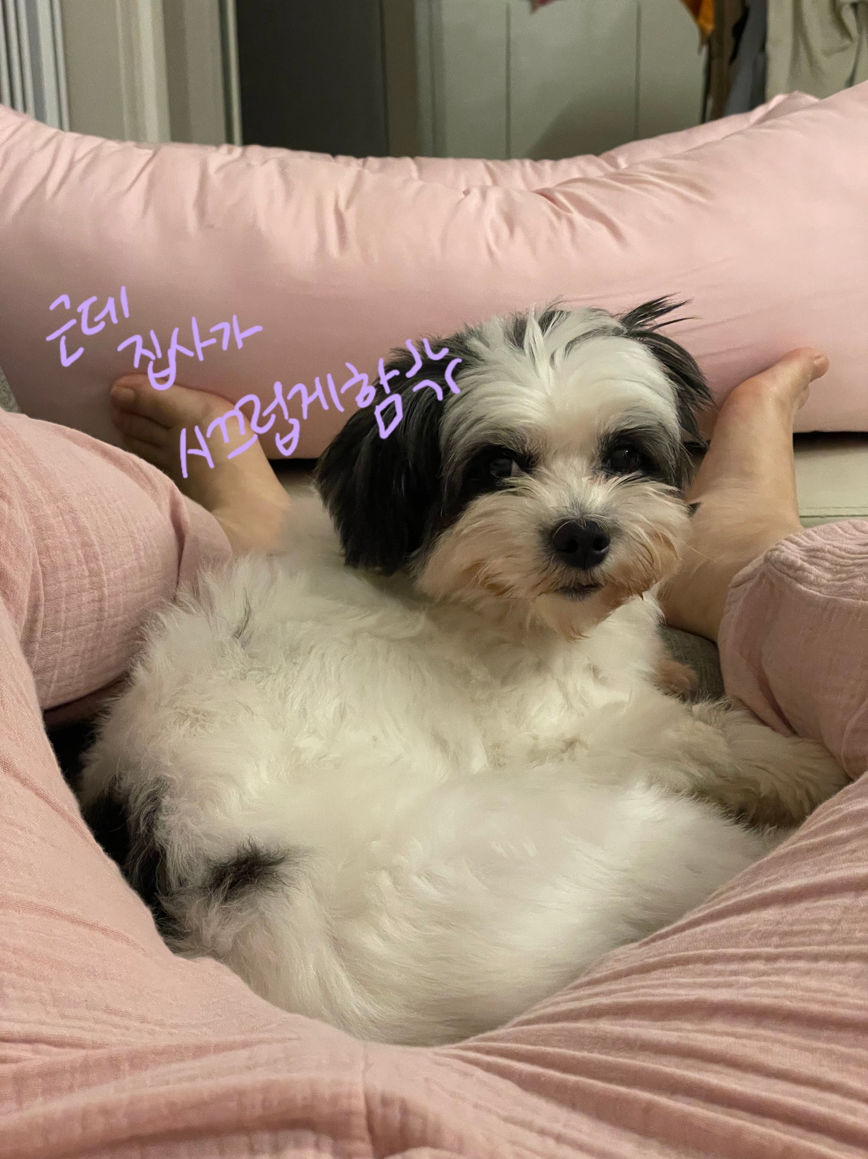 저희 집 영애님 샬롯(포아)의 한달 후기 입니다