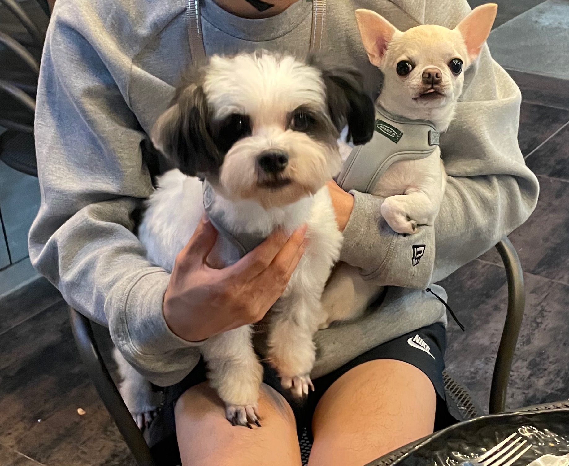 저희 집 영애님 샬롯(포아)의 한달 후기 입니다