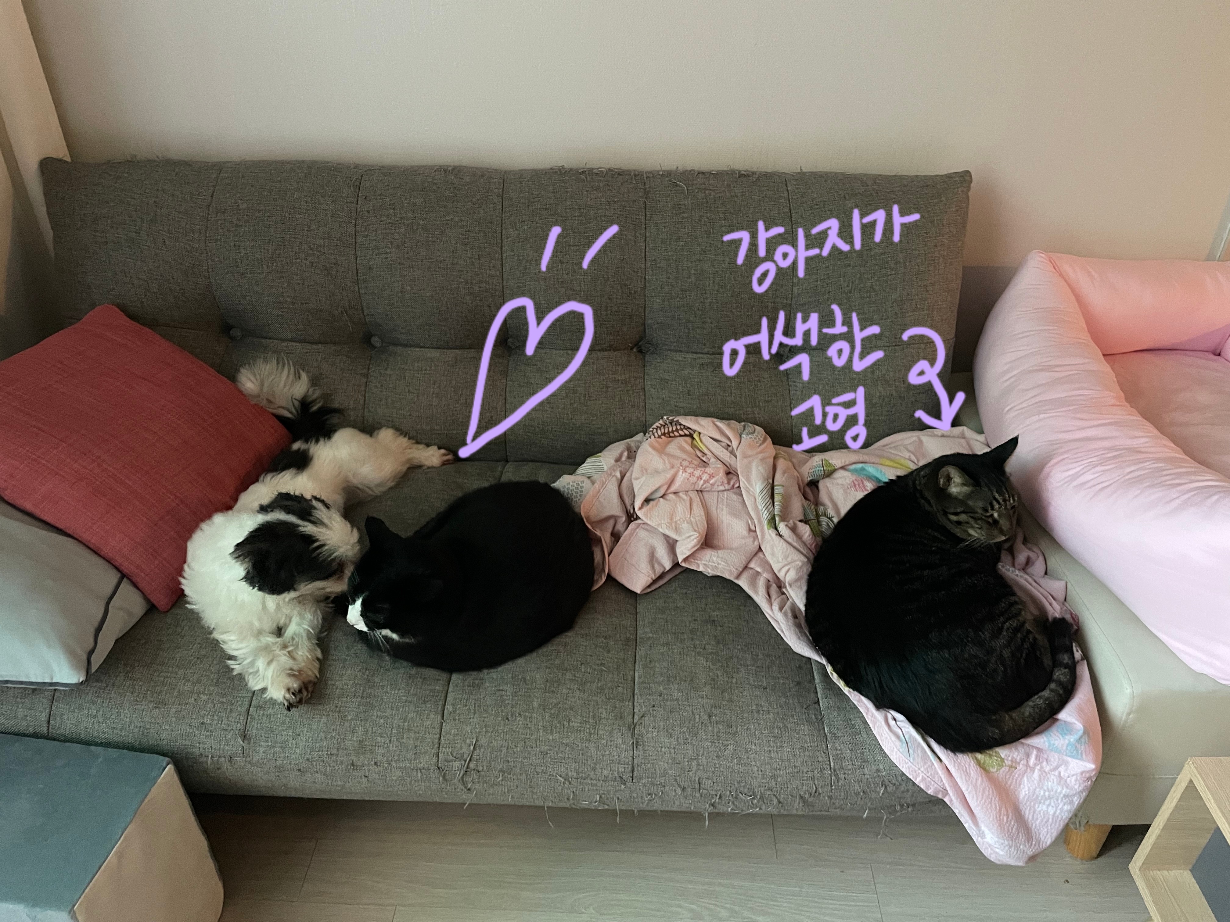 저희 집 영애님 샬롯(포아)의 한달 후기 입니다