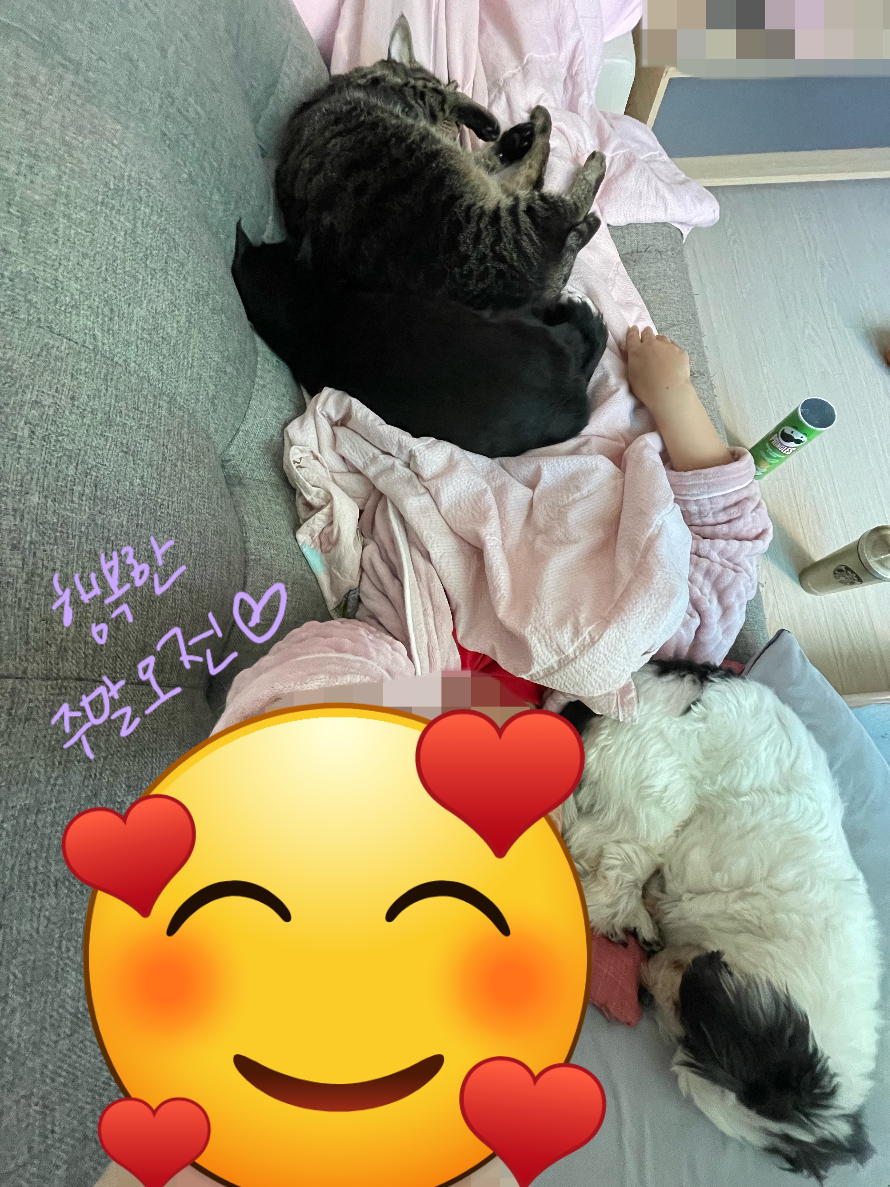 저희 집 영애님 샬롯(포아)의 한달 후기 입니다