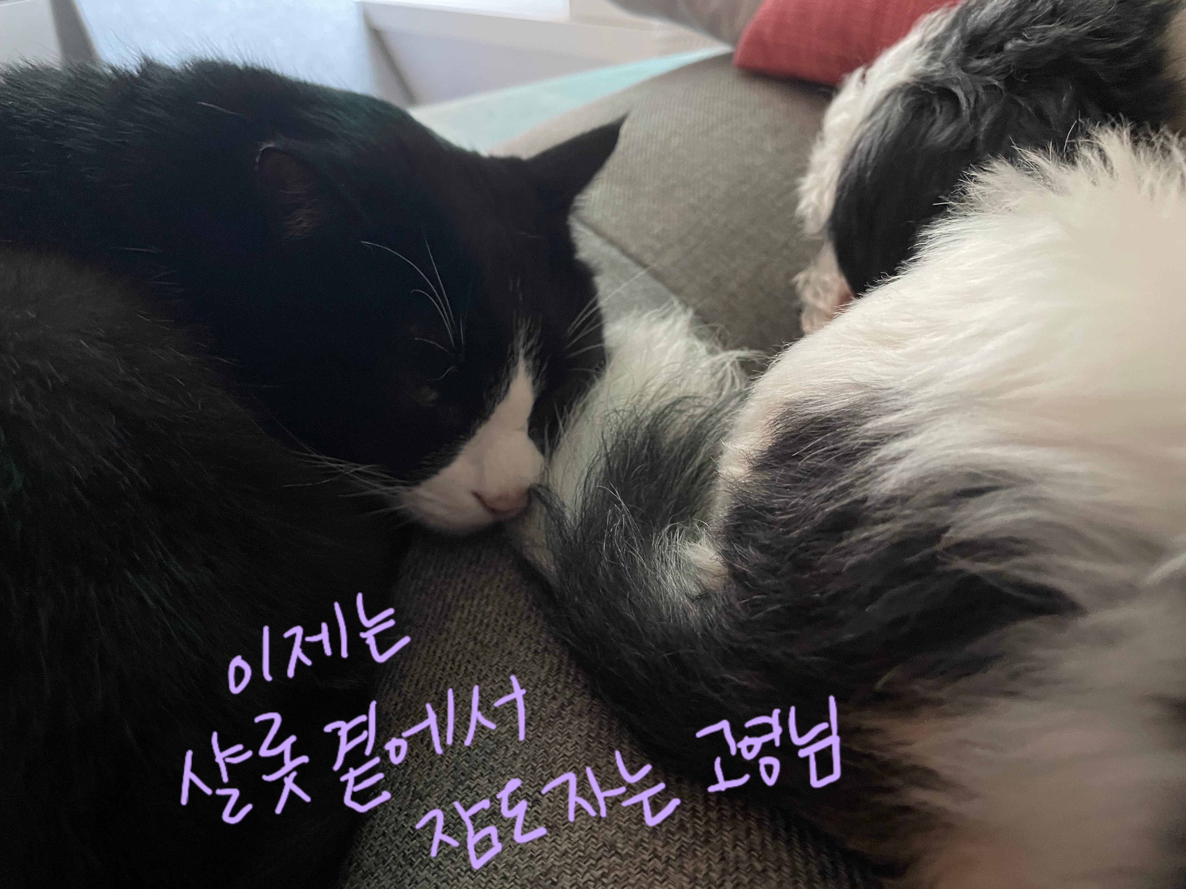 저희 집 영애님 샬롯(포아)의 한달 후기 입니다