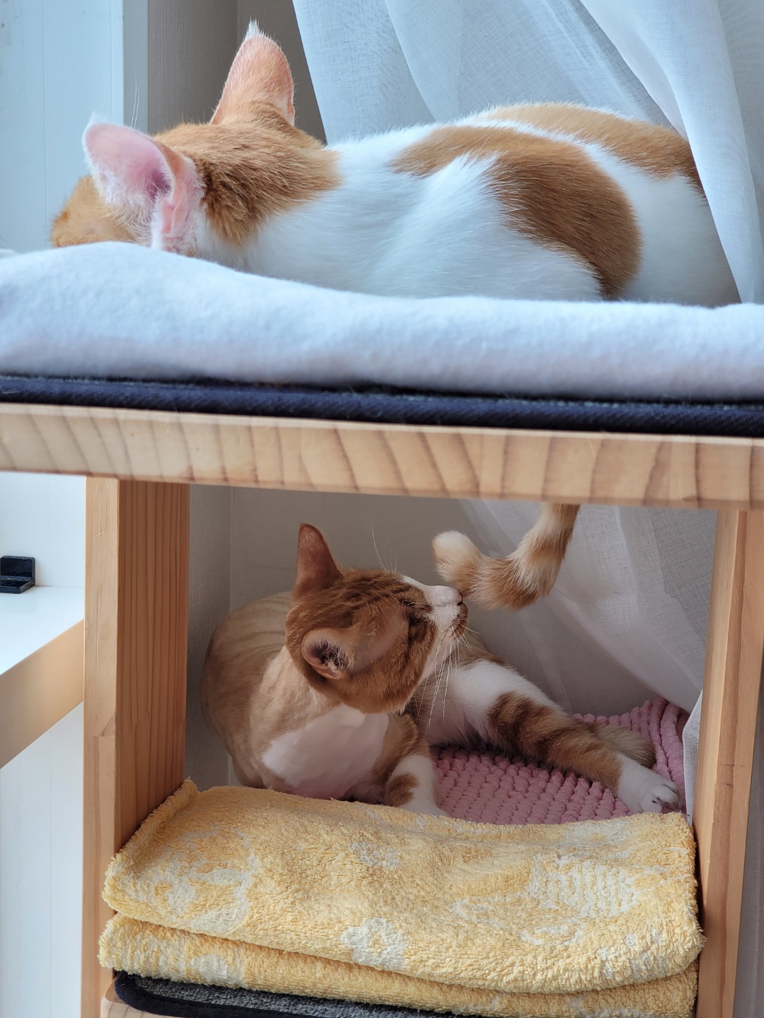 가티(소나) 입양후기