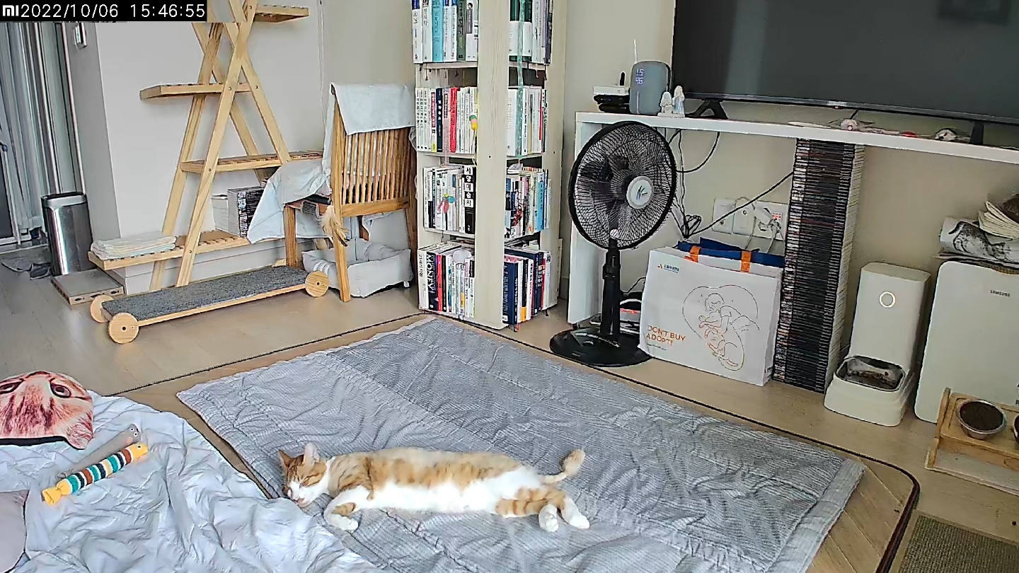 가티(소나) 입양후기