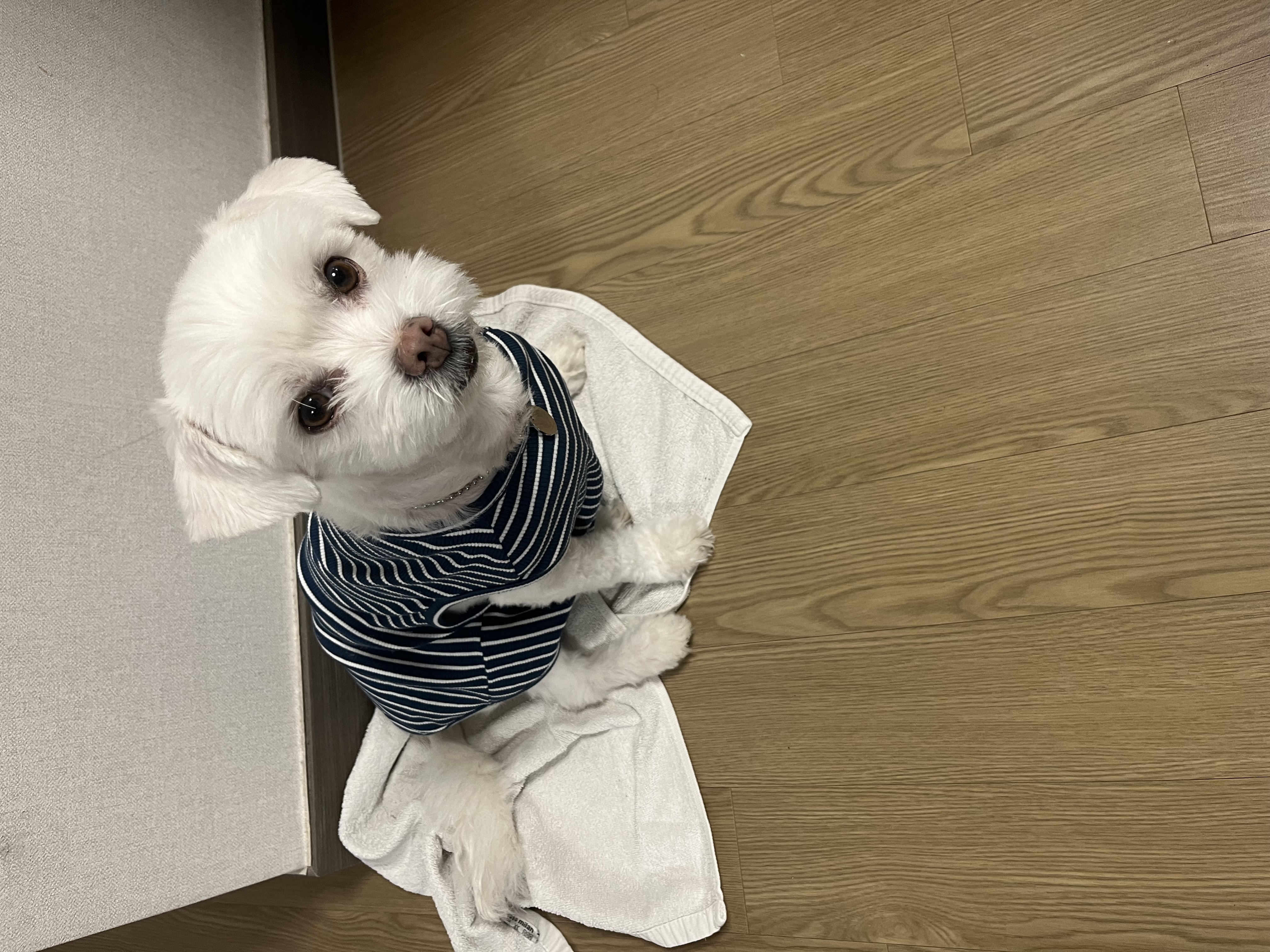 순무 현)뚠이 입양일기입니다