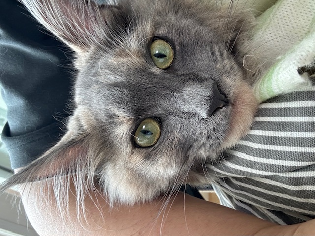 믿었는데...이럴쭈가....으어어엉~~복수하겠다옹.." 구 라비