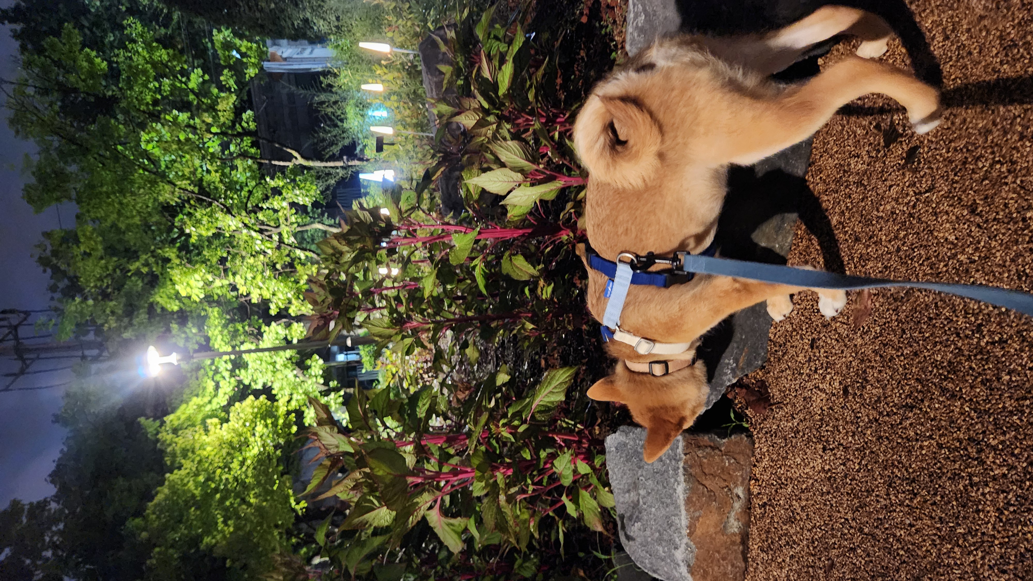 순덕이(쫄이 자견 쫄희) 입양 일주일 후기입니다:) 잘 지내고 있어요!