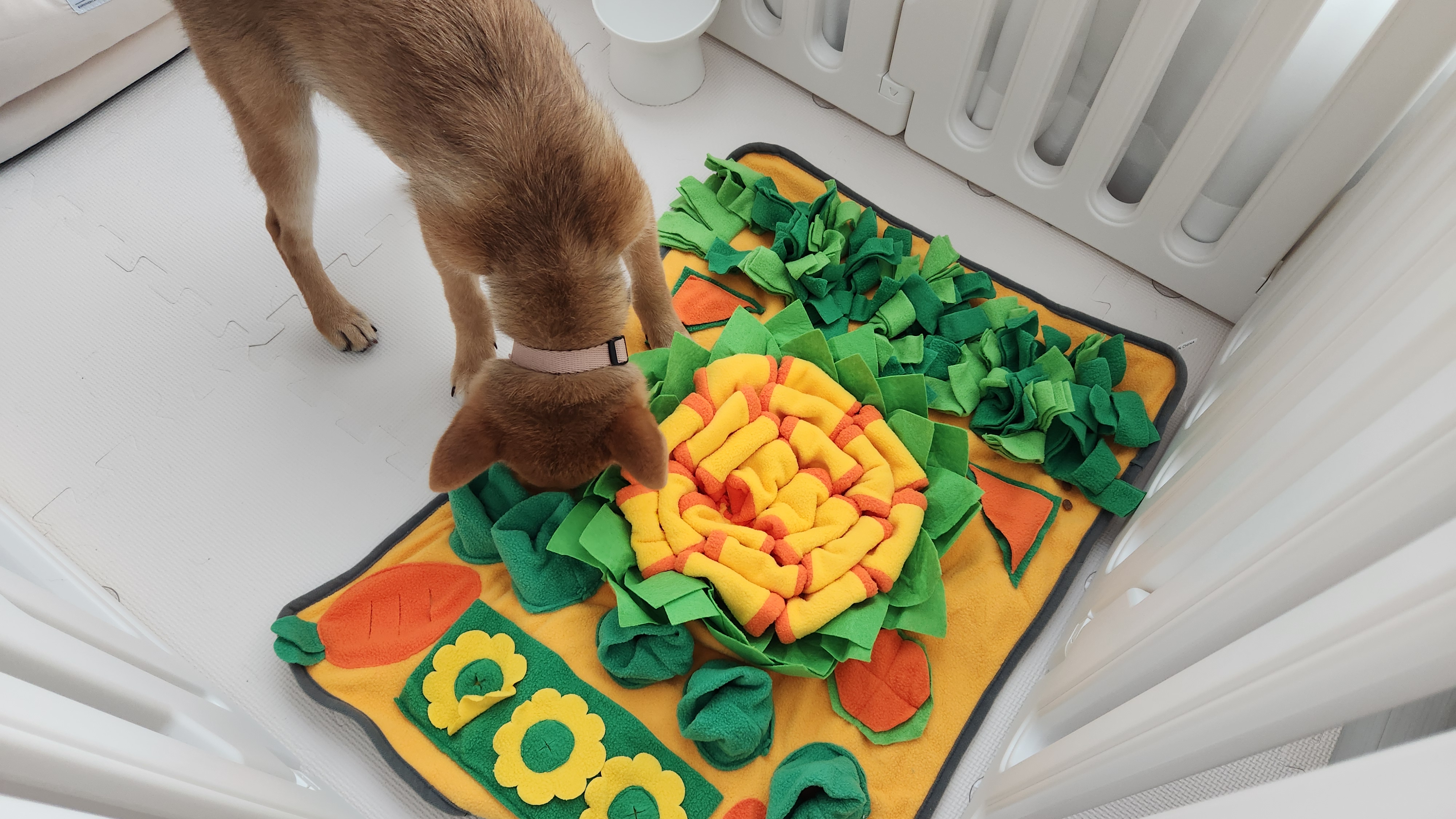 순덕이(쫄이 자견 쫄희) 입양 일주일 후기입니다:) 잘 지내고 있어요!