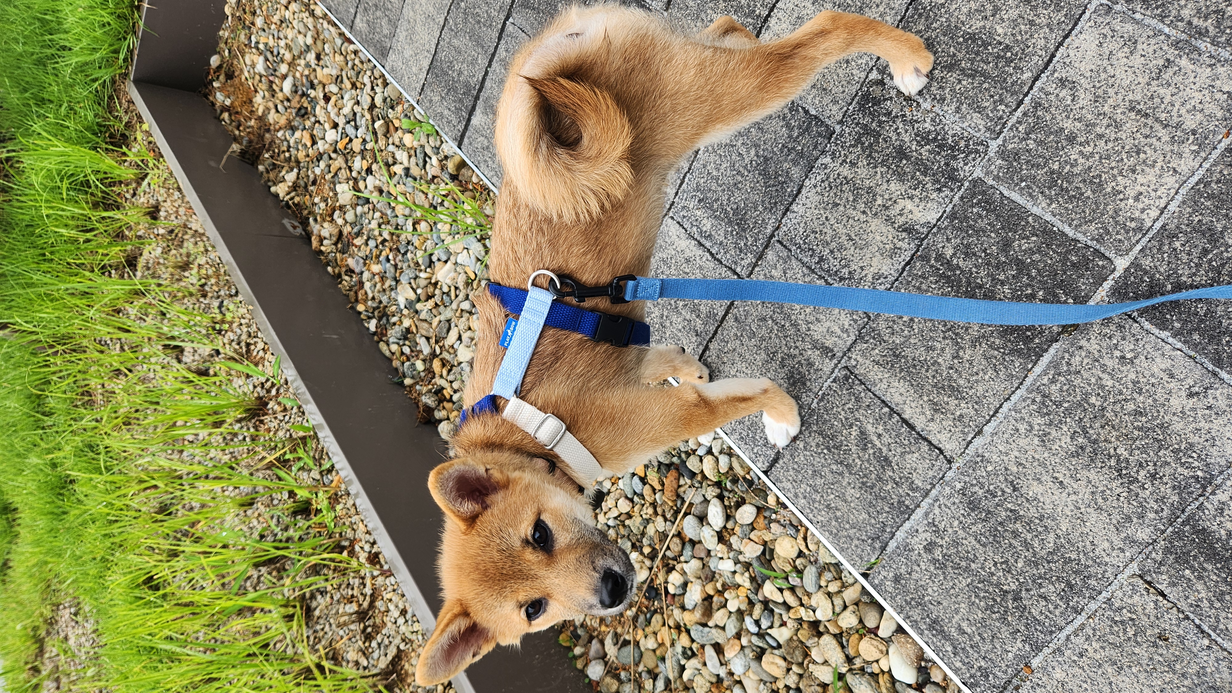 순덕이(쫄이 자견 쫄희) 입양 일주일 후기입니다:) 잘 지내고 있어요!