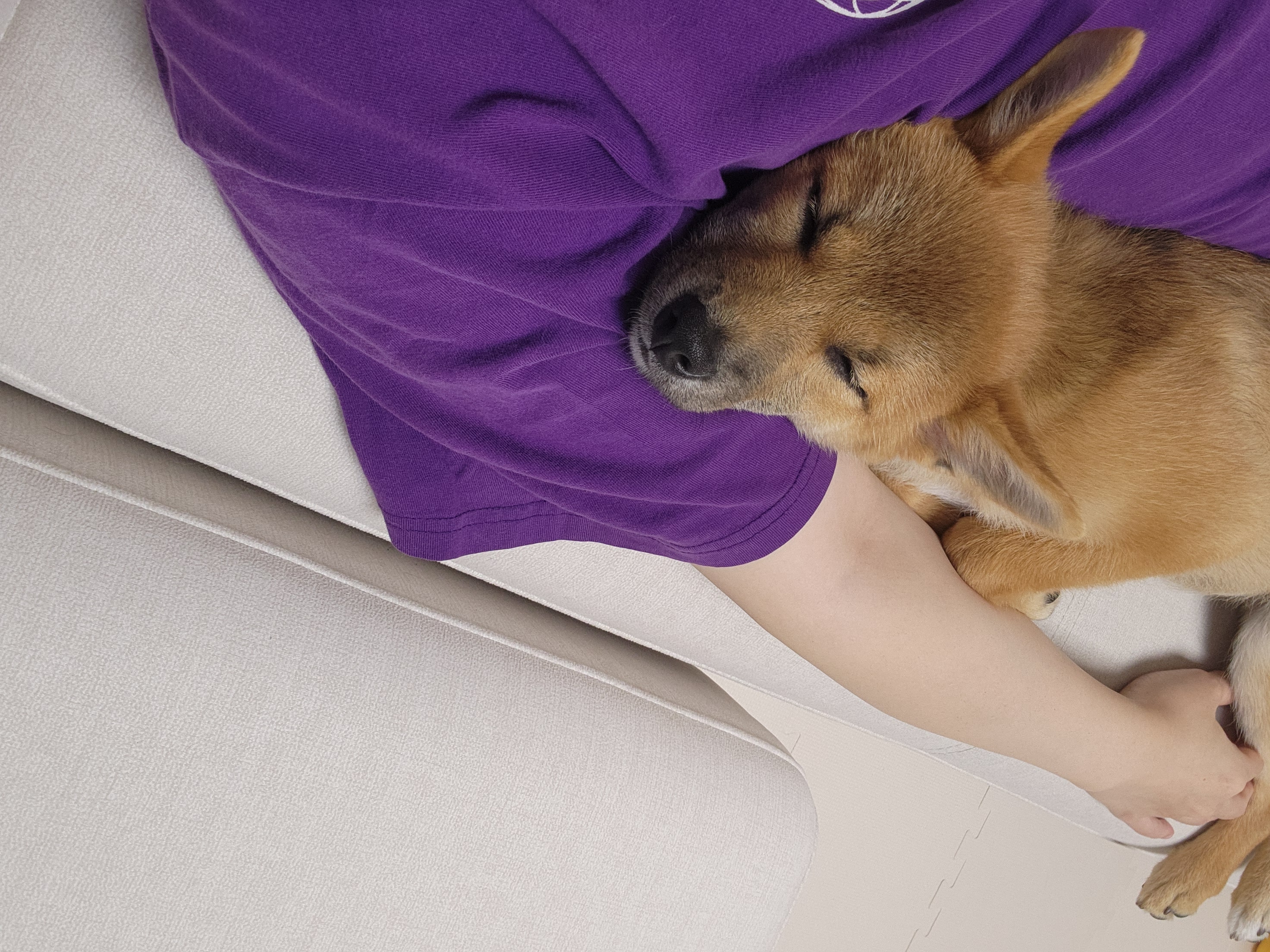 순덕이(쫄이 자견 쫄희) 입양 일주일 후기입니다:) 잘 지내고 있어요!