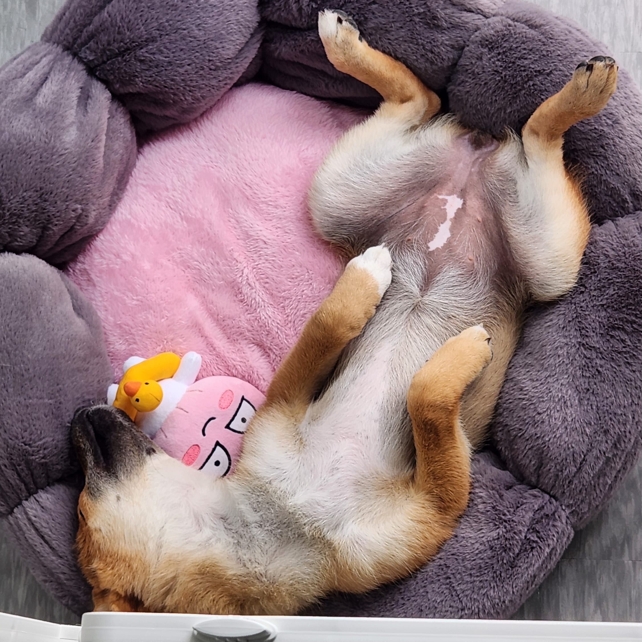 순덕이(쫄이 자견 쫄희) 입양 일주일 후기입니다:) 잘 지내고 있어요!