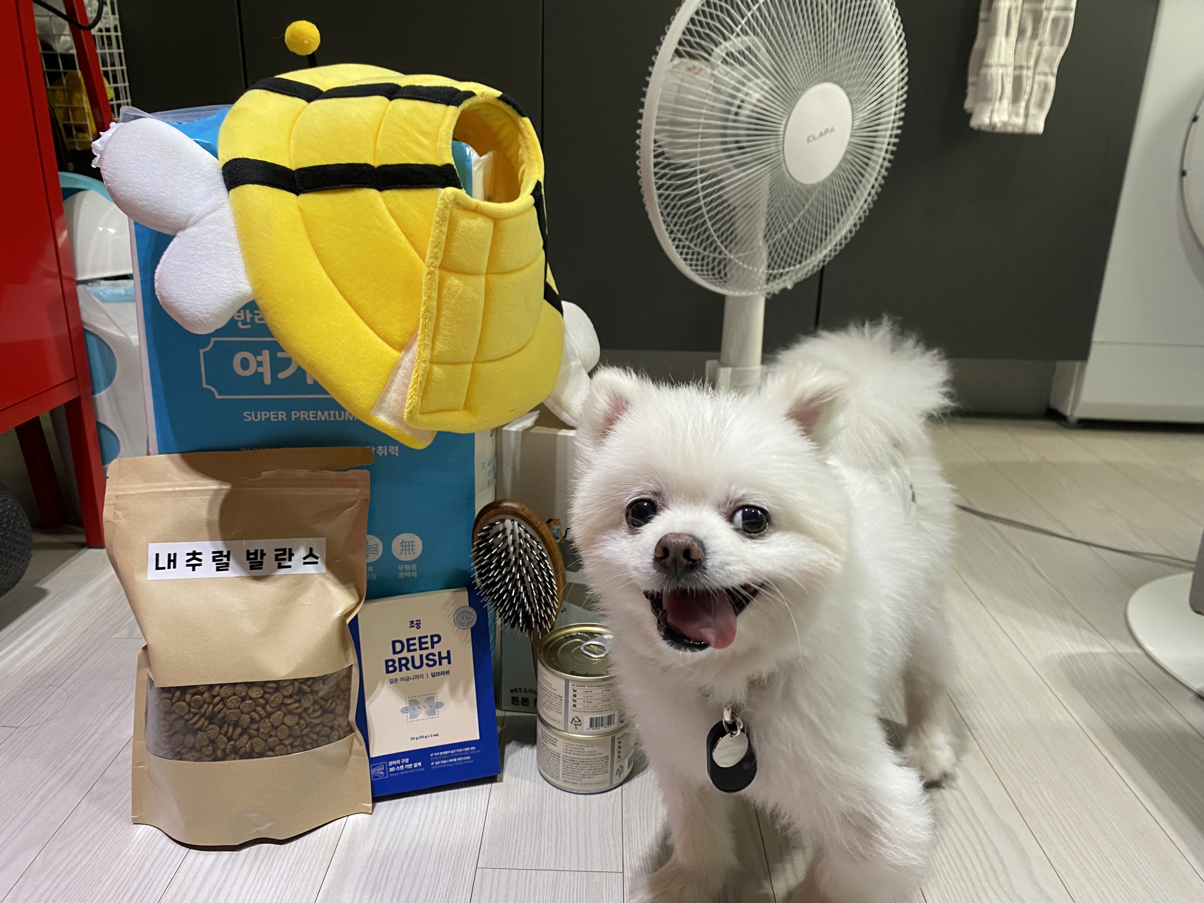 임보) 요키와 함께 한 지 일주일!