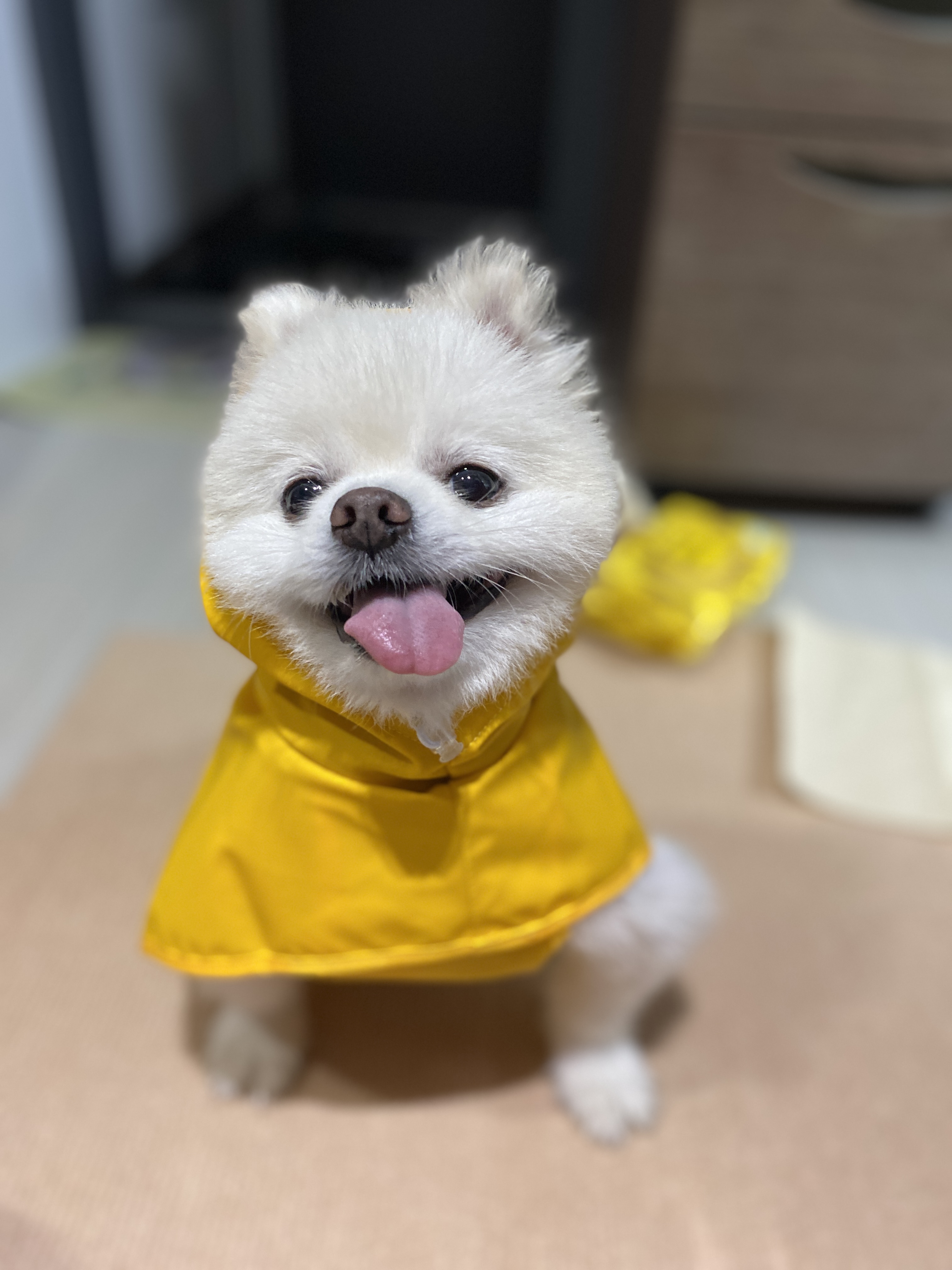 임보) 요키와 함께 한 지 일주일!