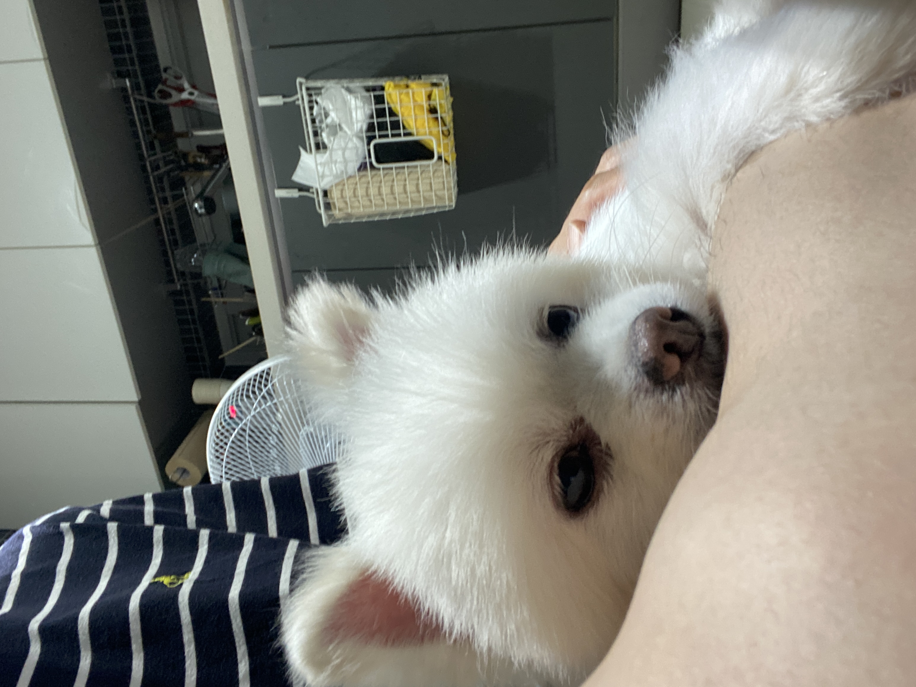 임보) 요키와 함께 한 지 일주일!