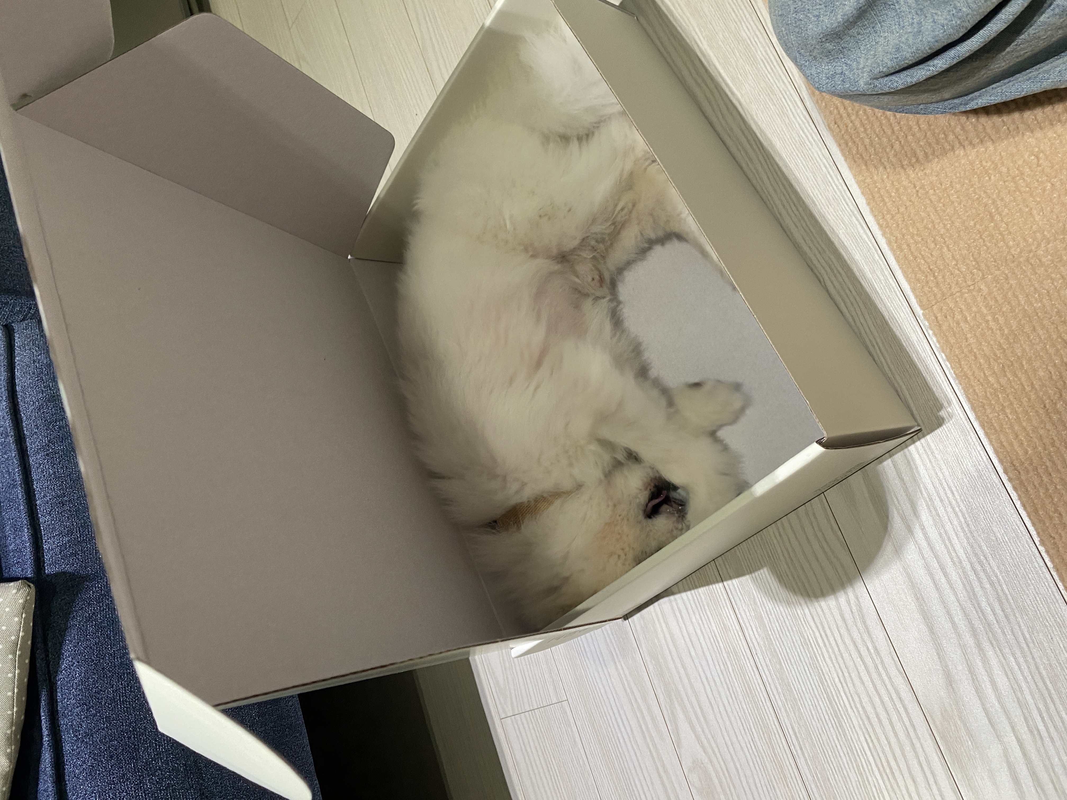 임보) 요키와 함께 한 지 일주일!