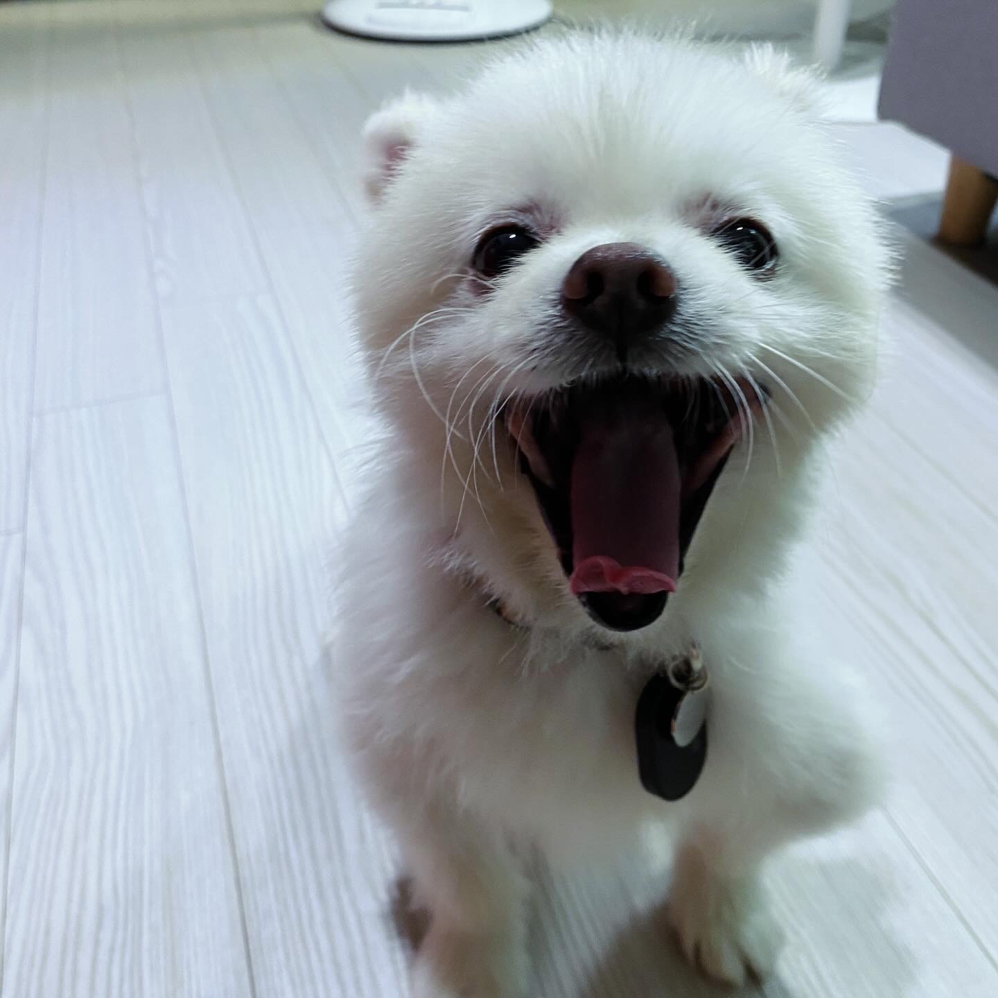 임보) 요키와 함께 한 지 일주일!