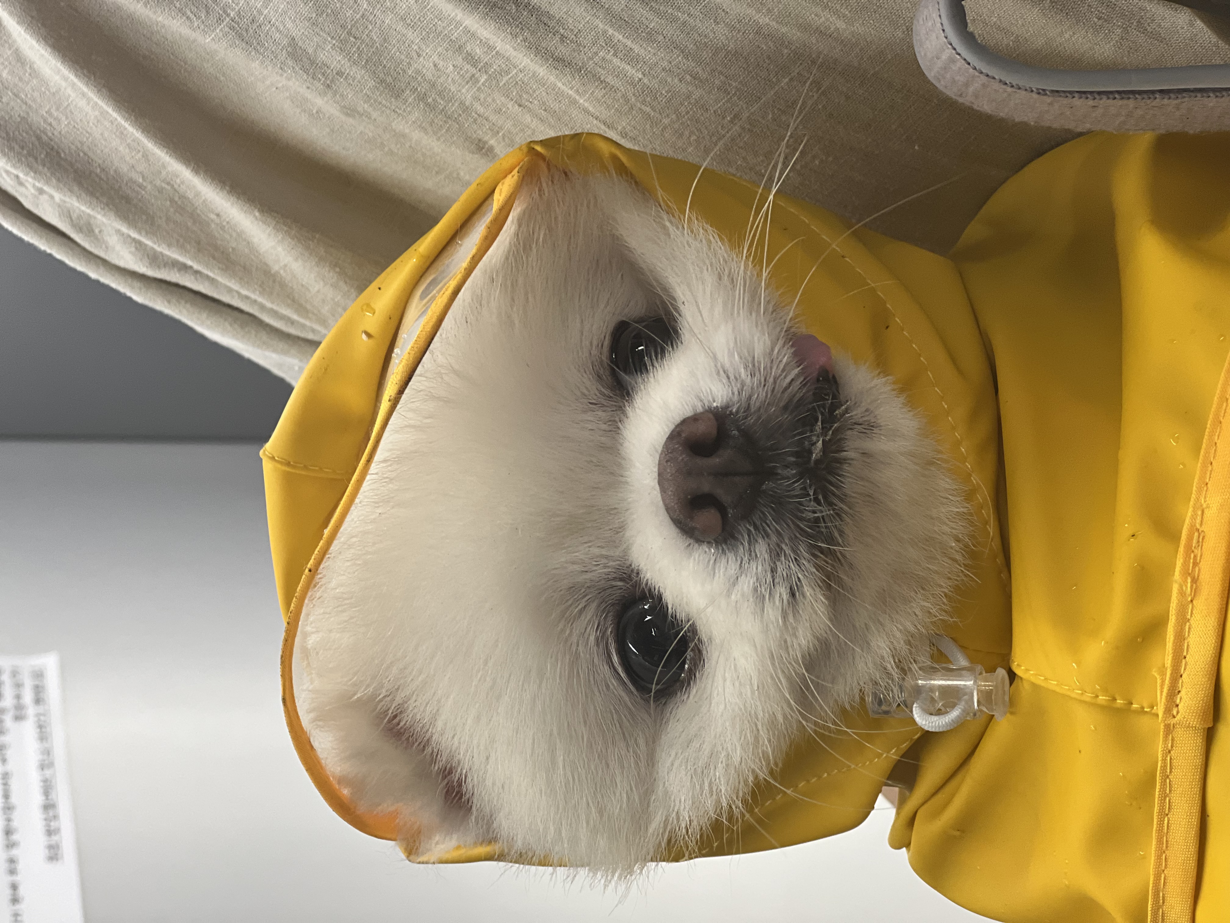 임보) 요키와 함께 한 지 일주일!