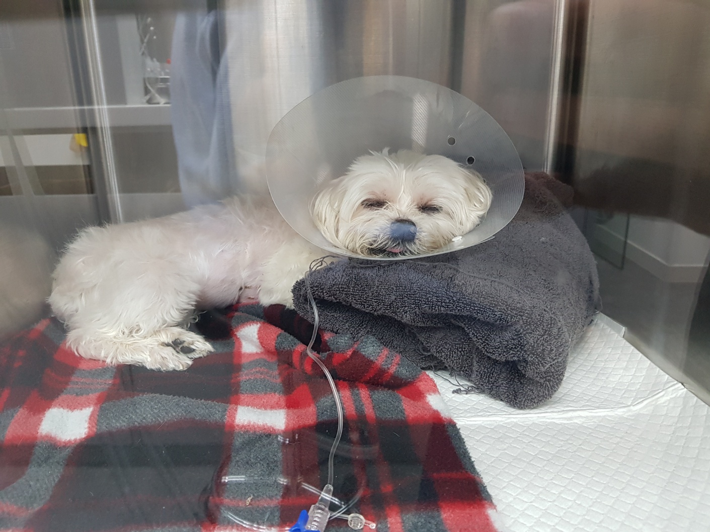 봄이(곤지암청순이)부고