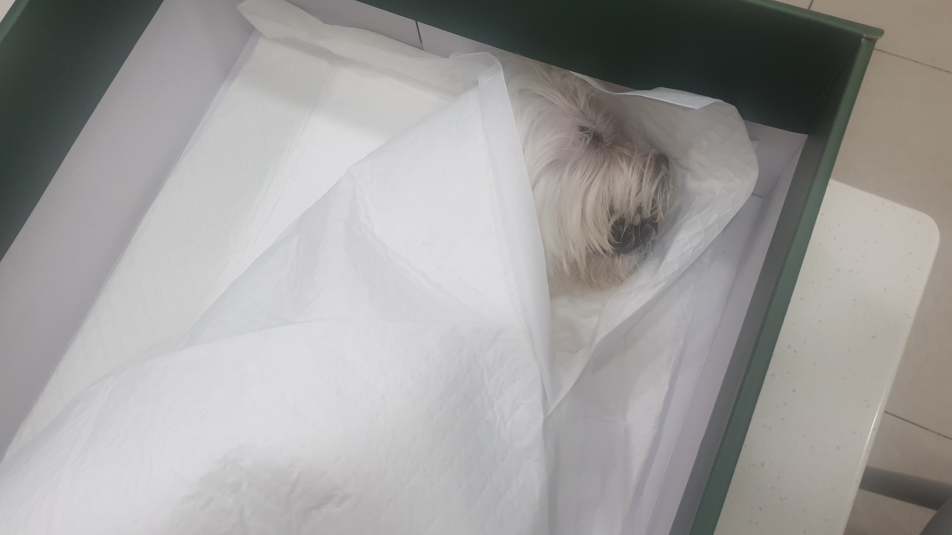 봄이(곤지암청순이)부고