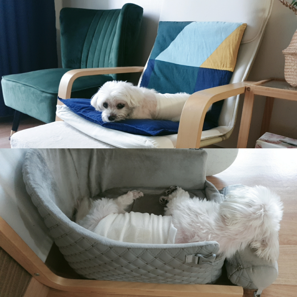 봄이(곤지암청순이)부고