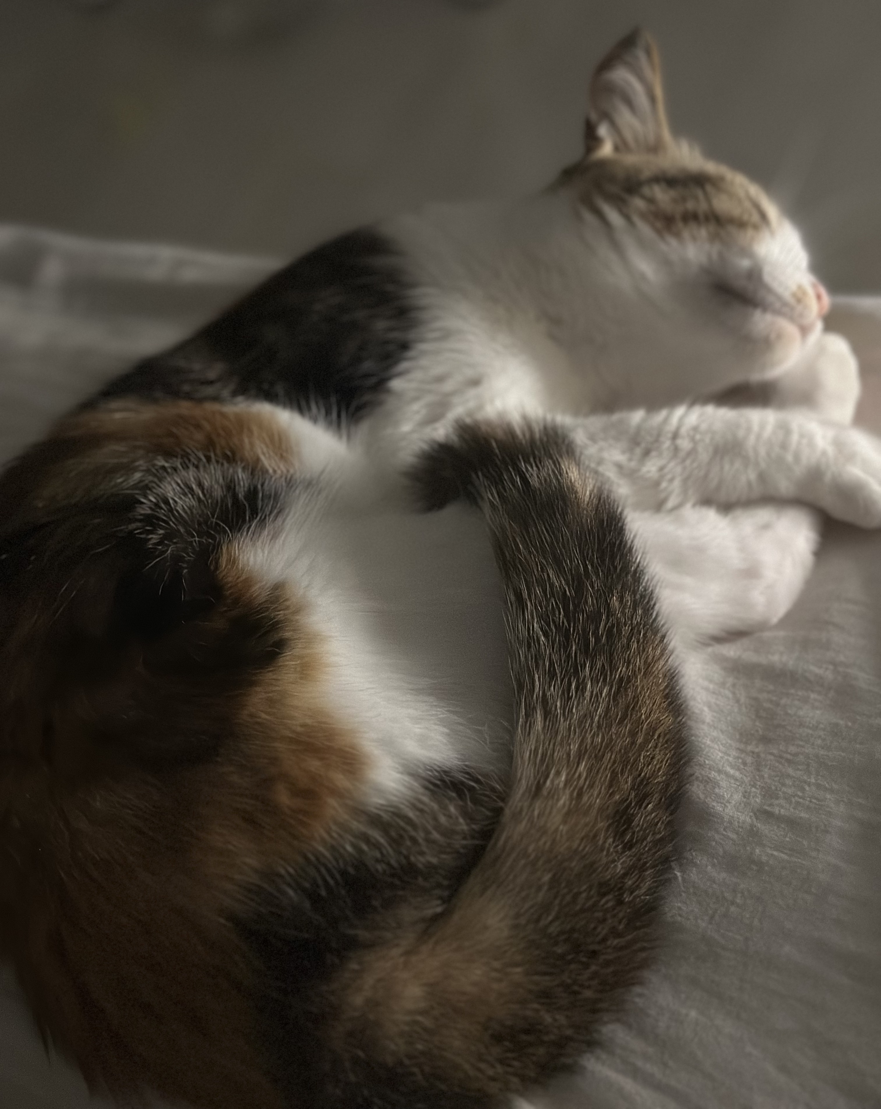 카모 한달 입양후기