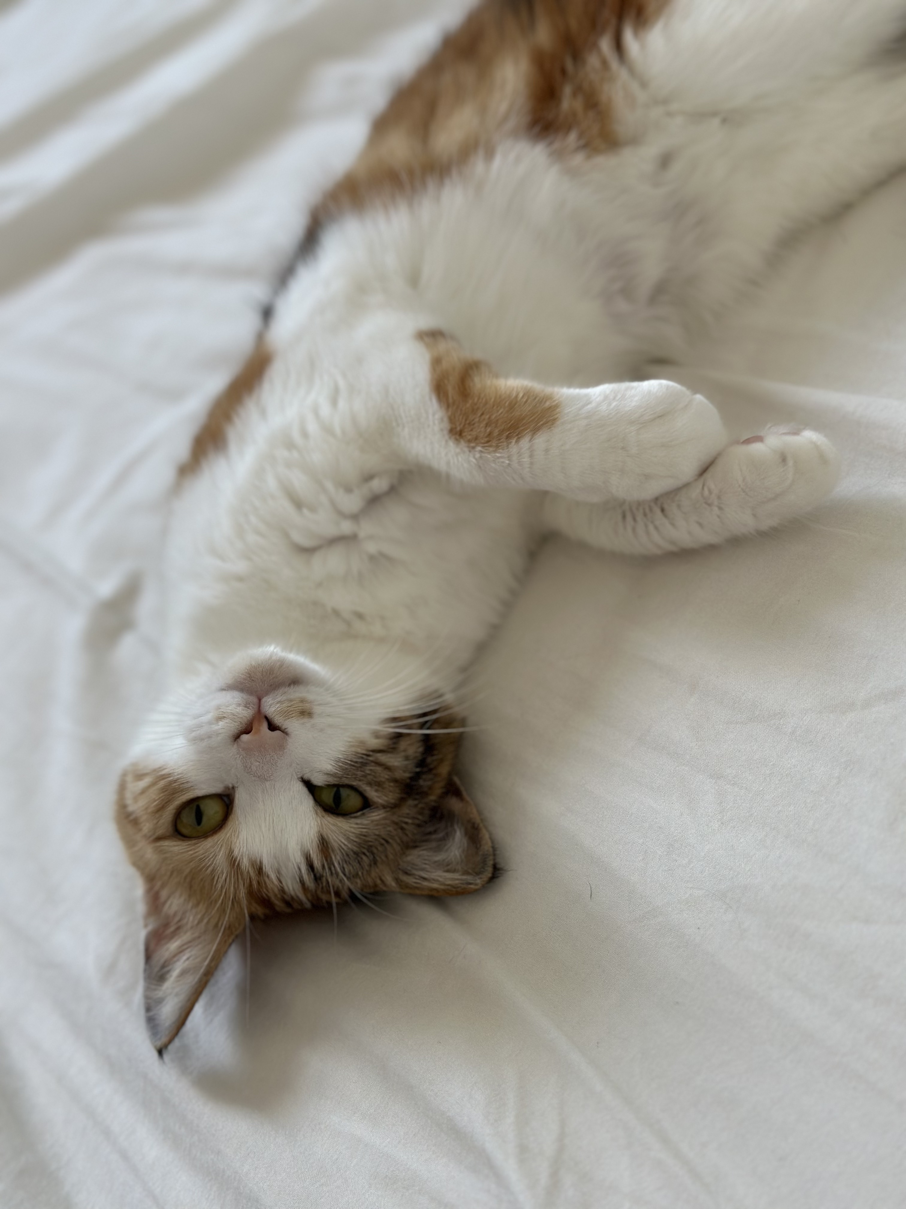 카모 한달 입양후기