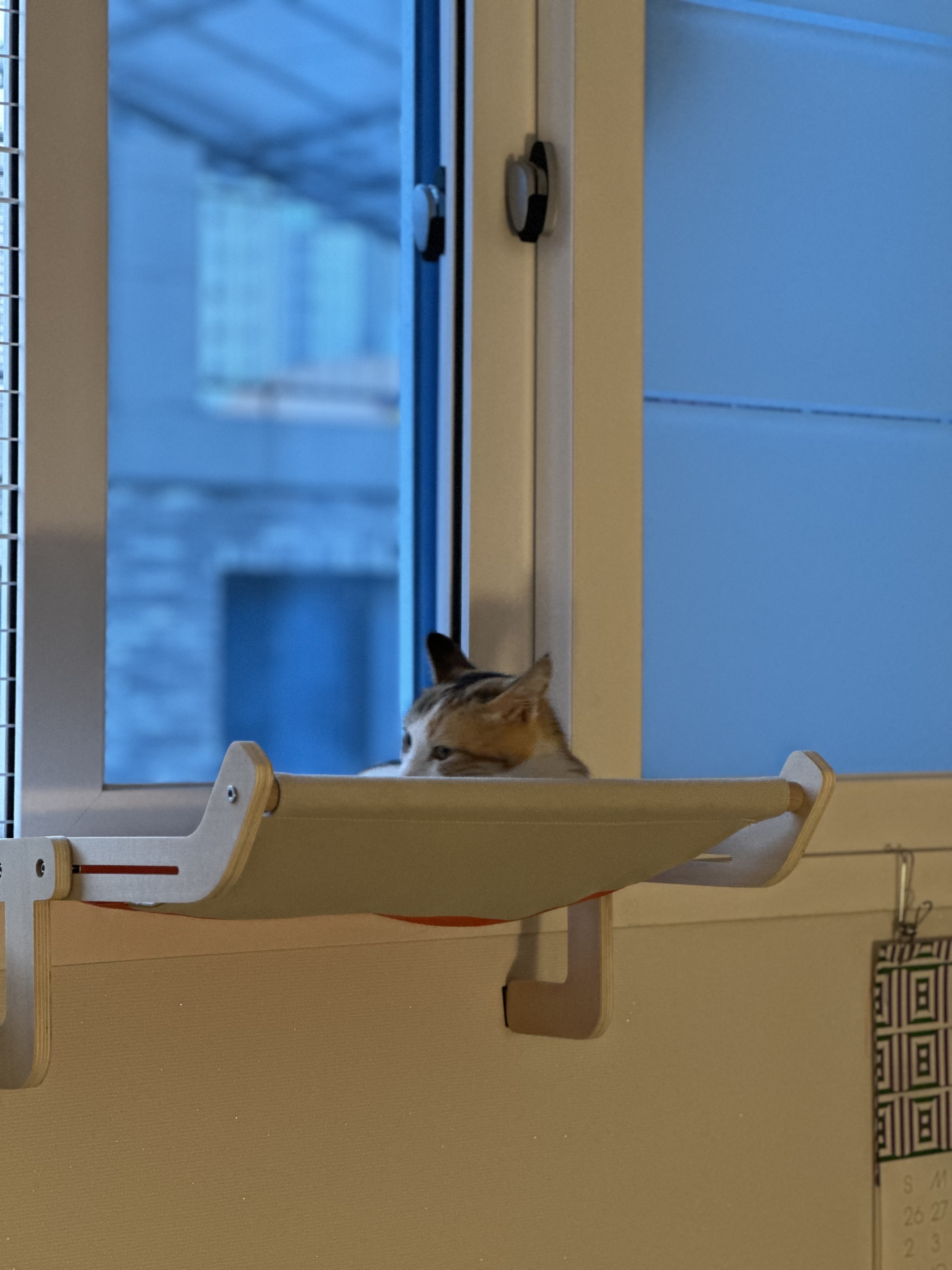 카모 한달 입양후기