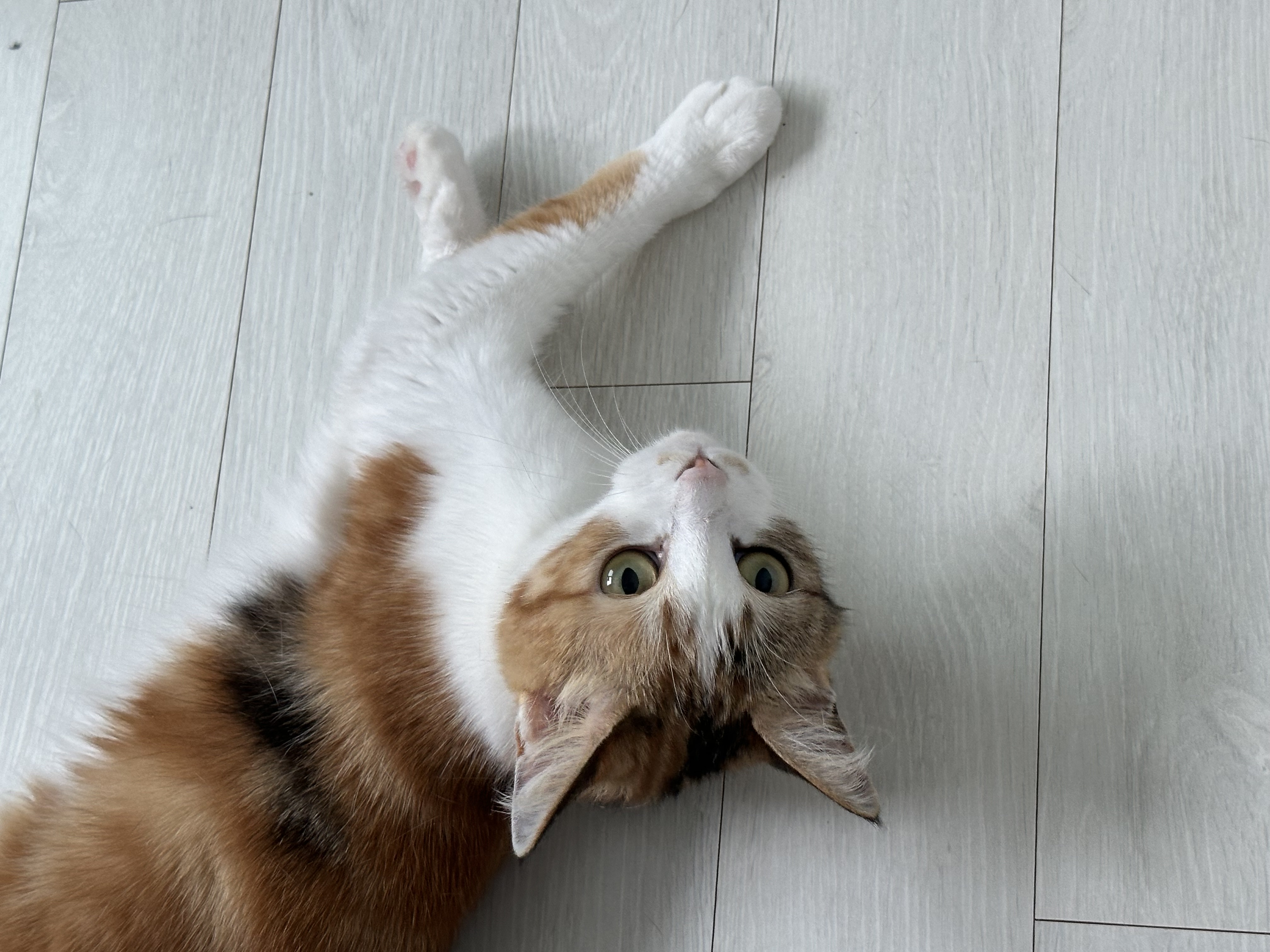 카모 한달 입양후기