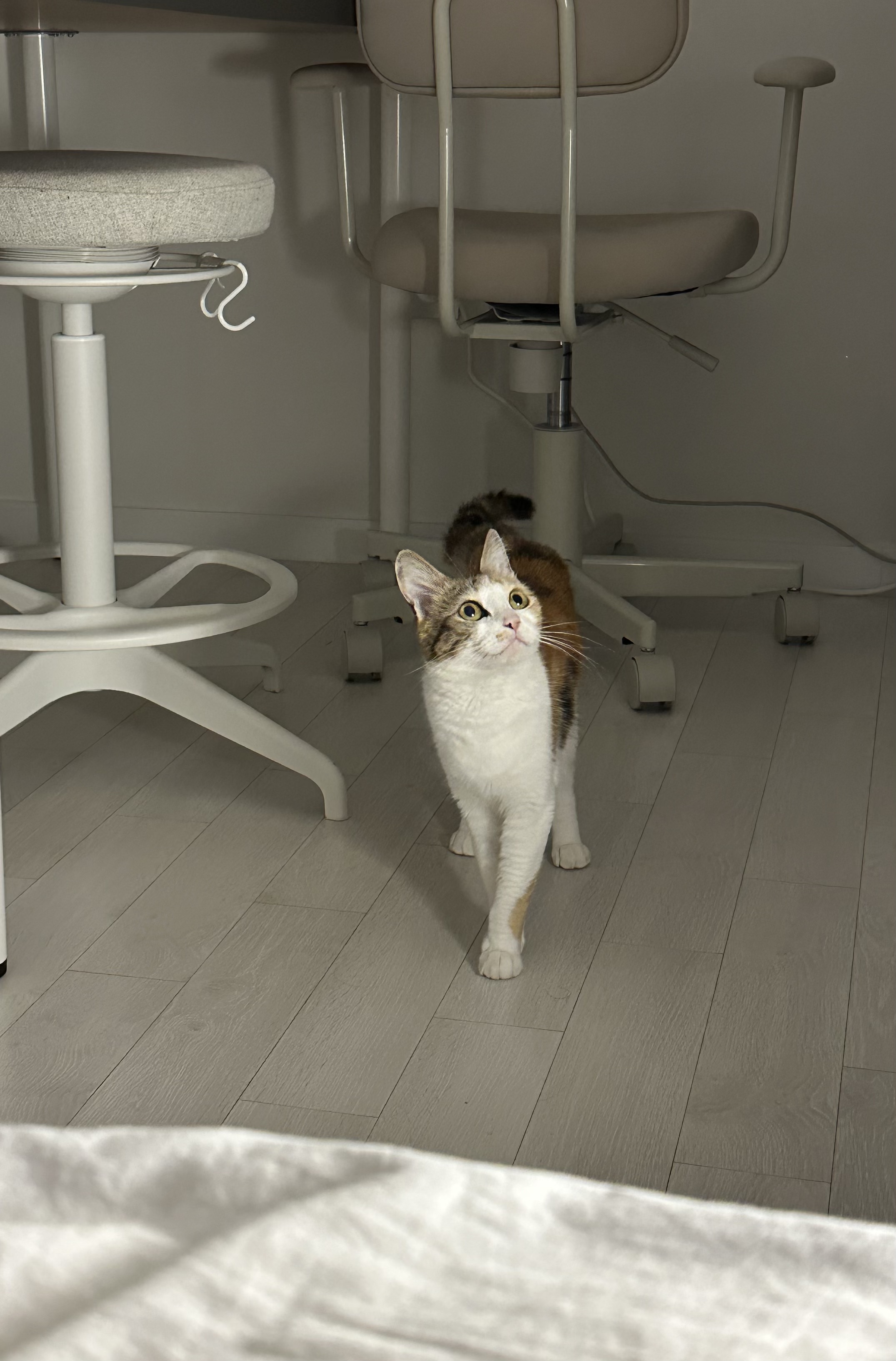 카모 한달 입양후기