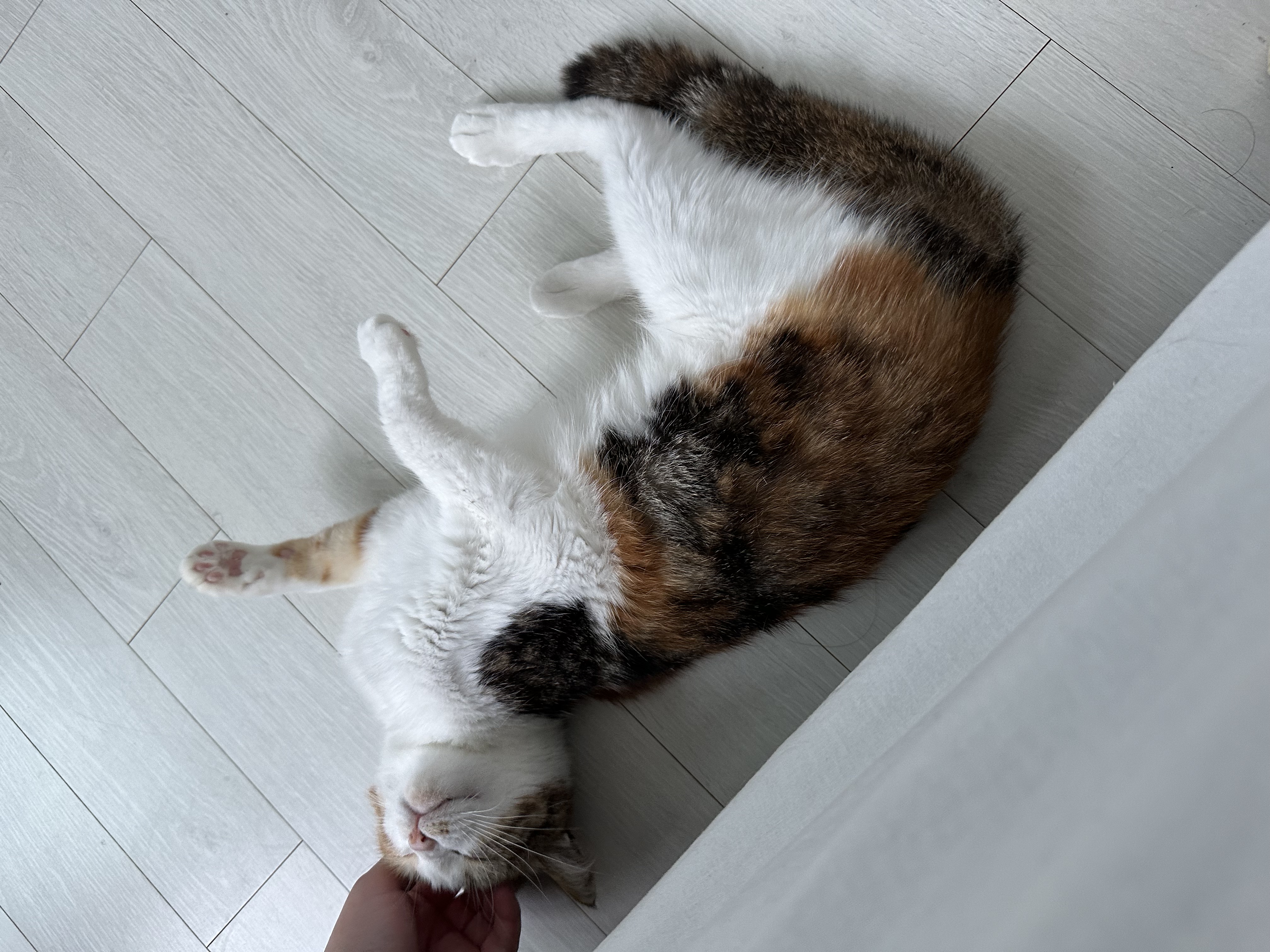 카모 한달 입양후기