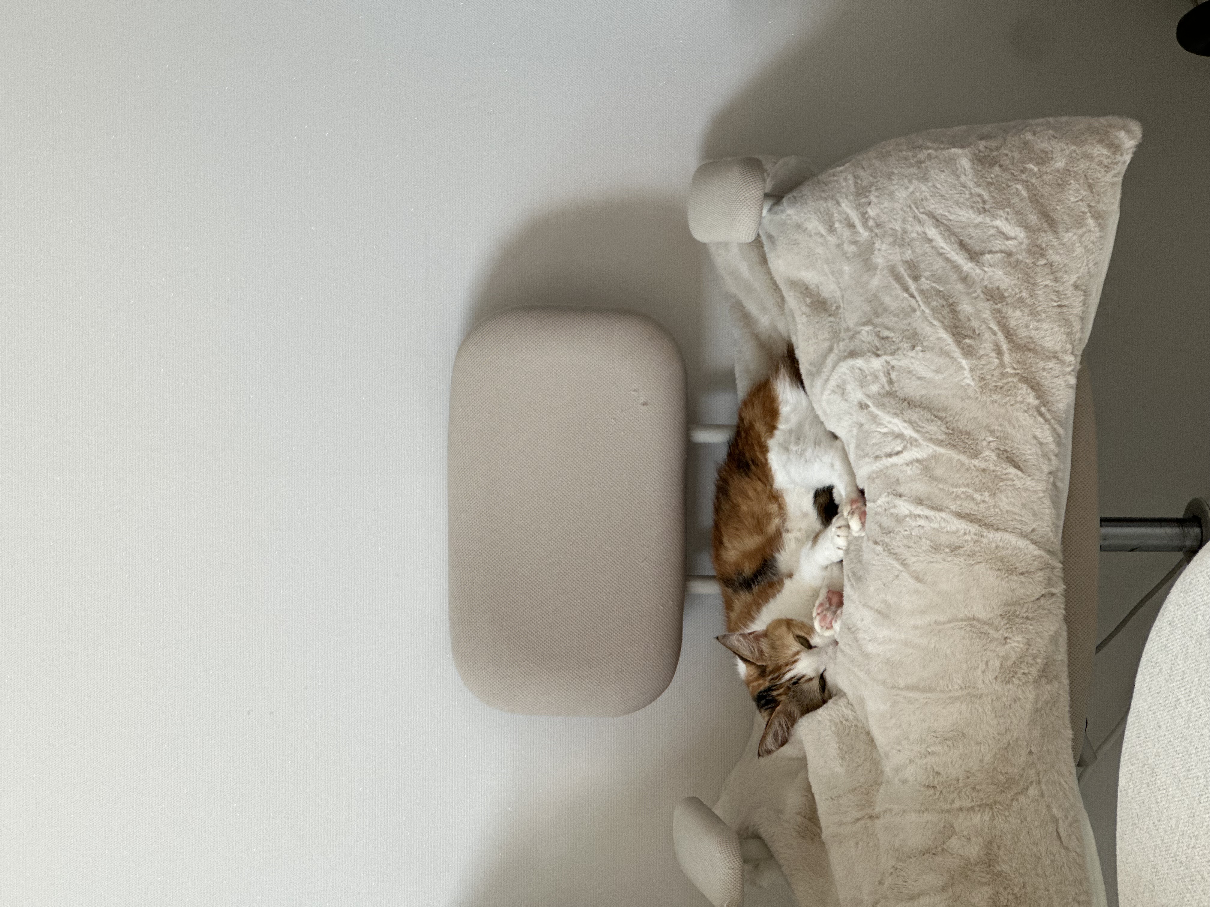 카모 한달 입양후기