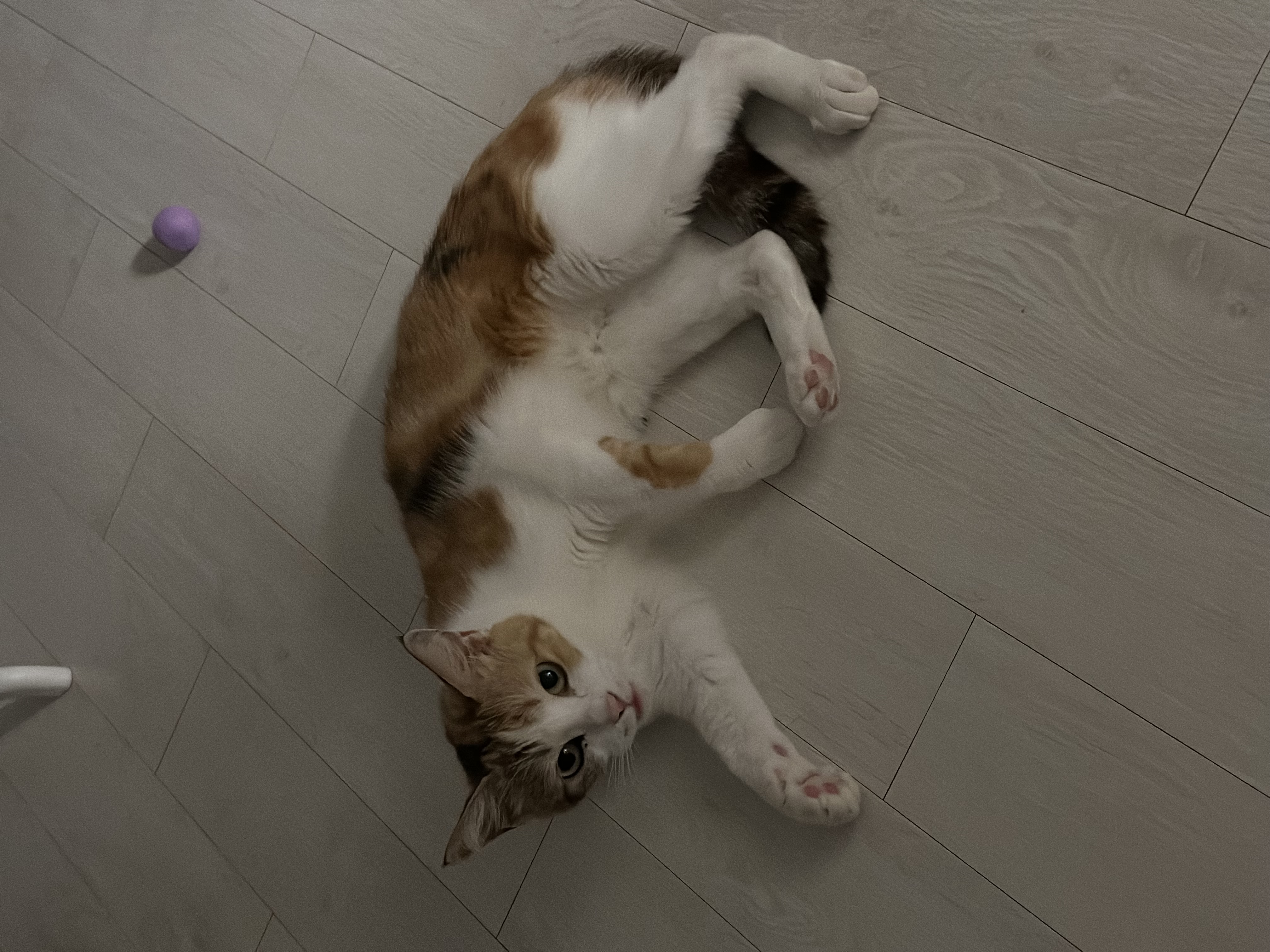 카모 한달 입양후기