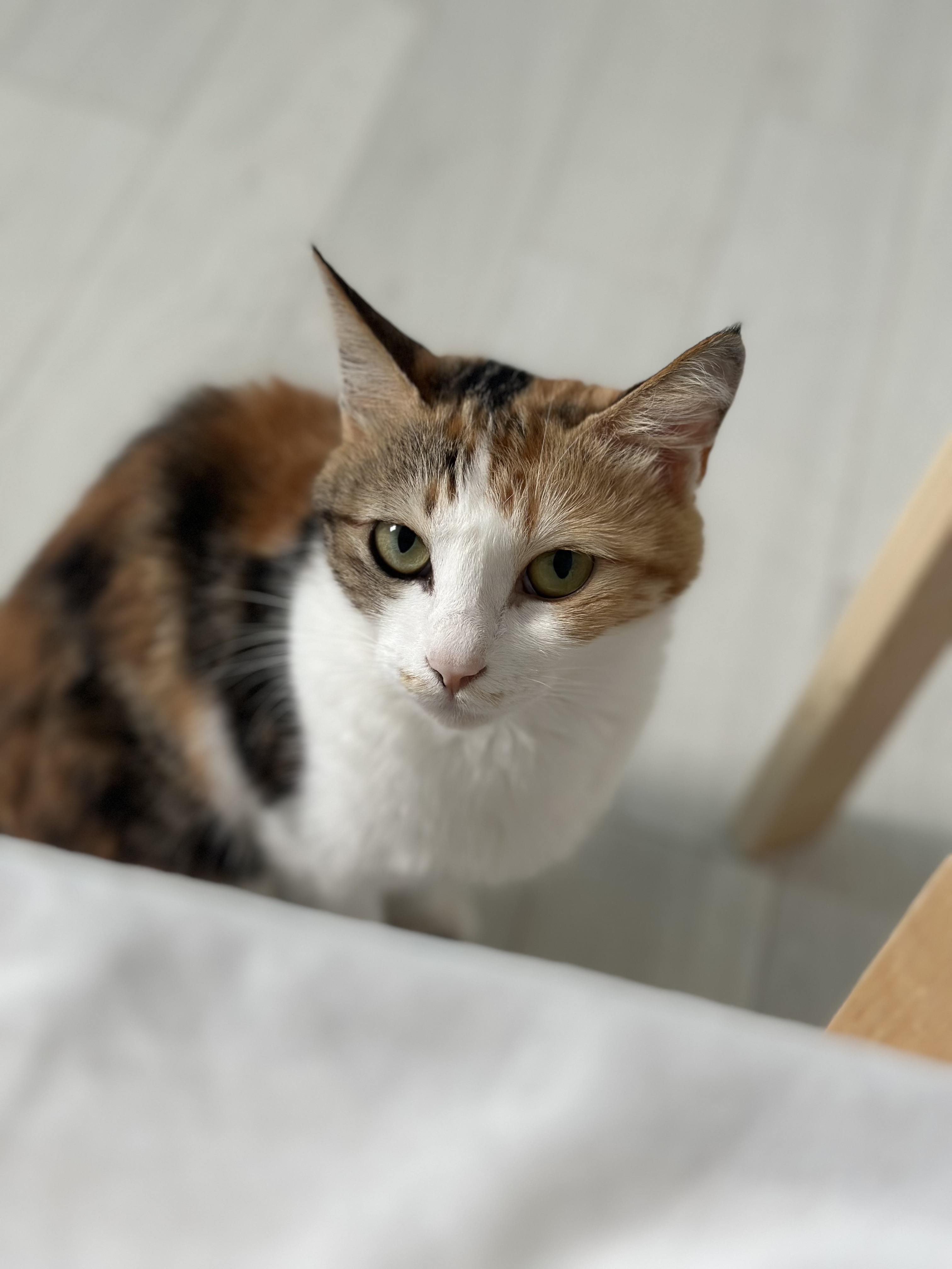 카모 한달 입양후기