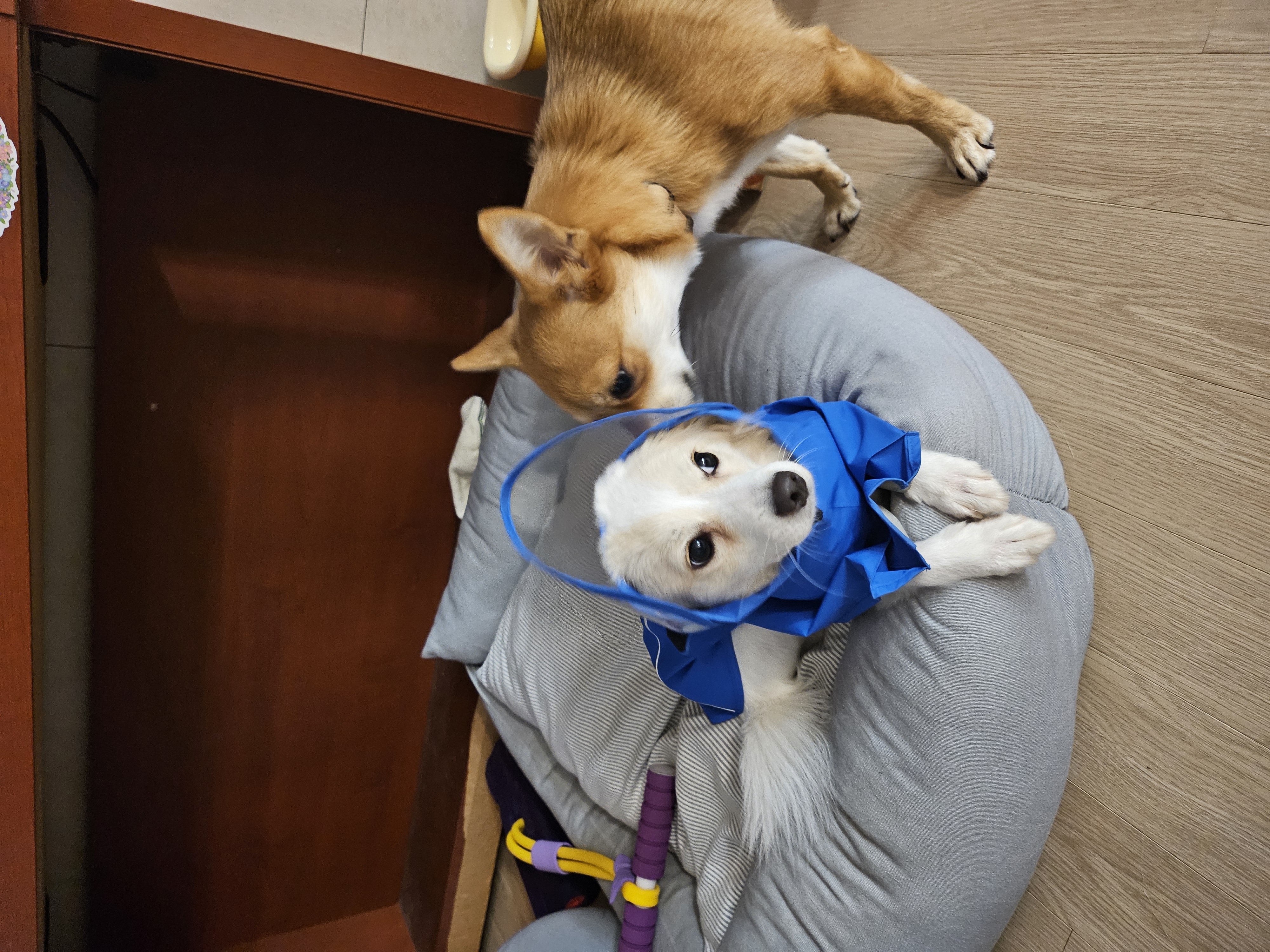 샛별이 4개월 임보