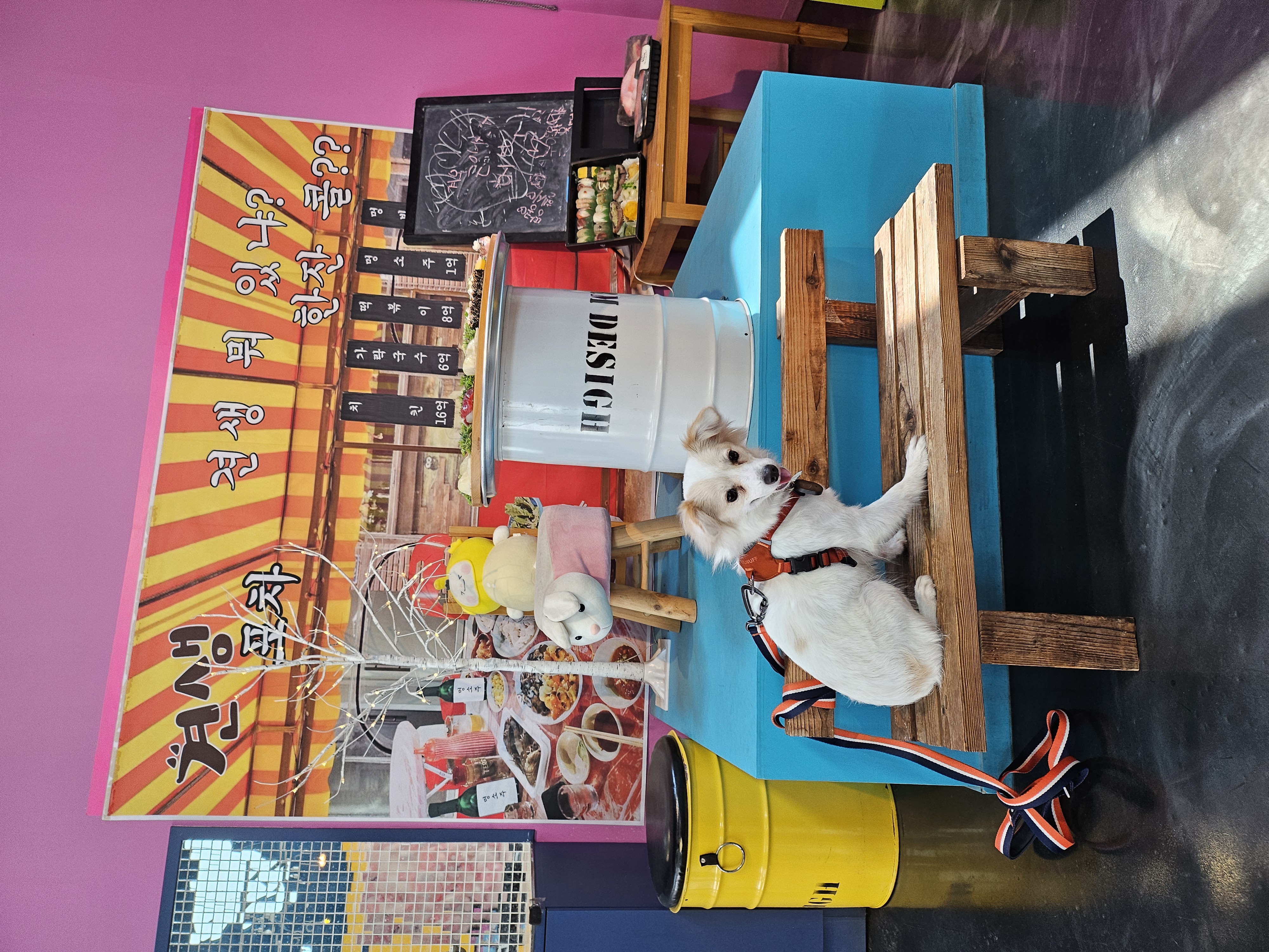 샛별이 4개월 임보