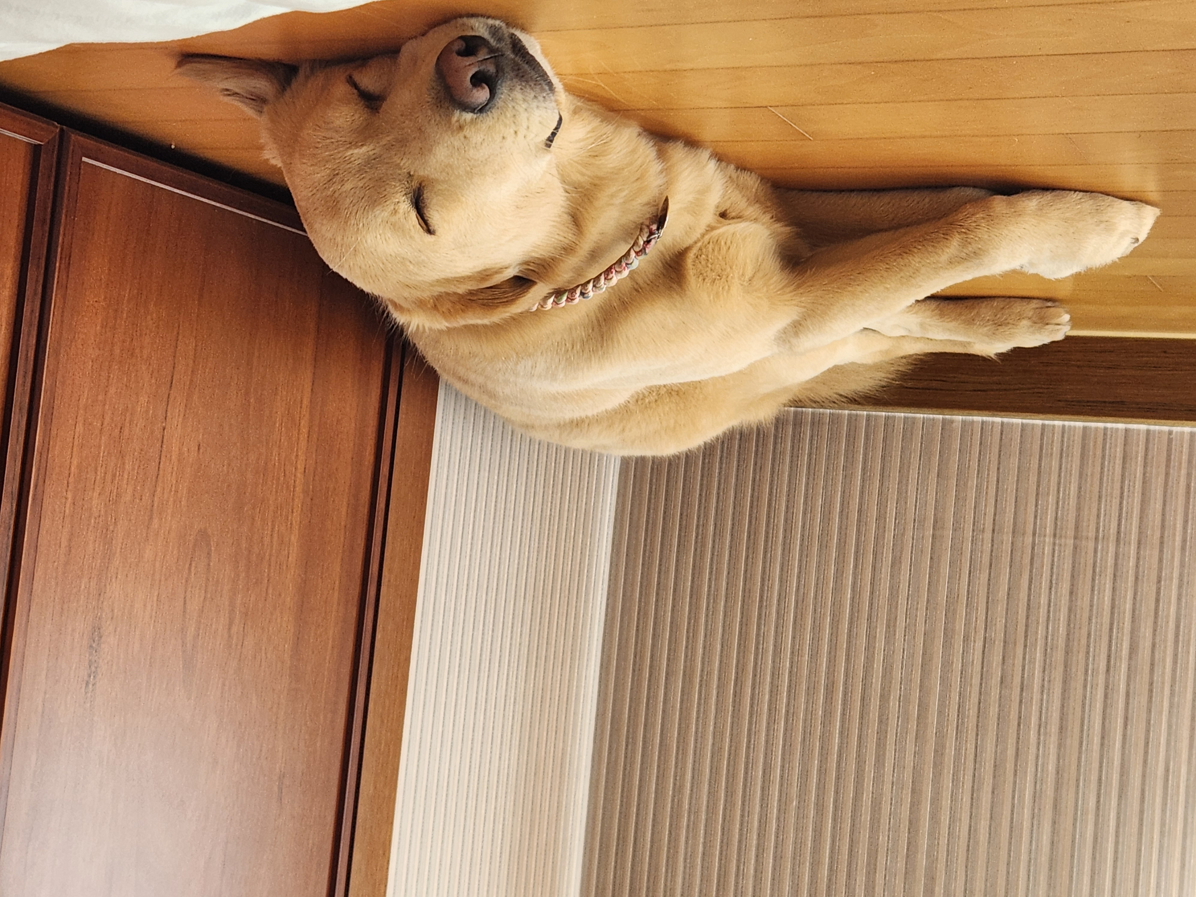 미카(사온이) 2년 입양 후기