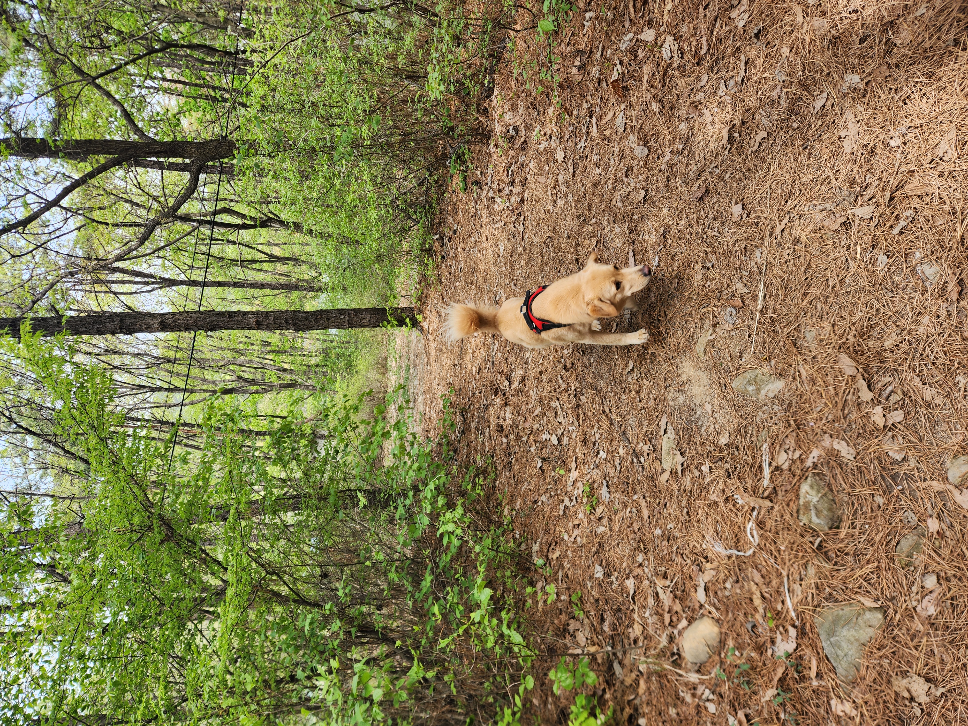 미카(사온이) 2년 입양 후기