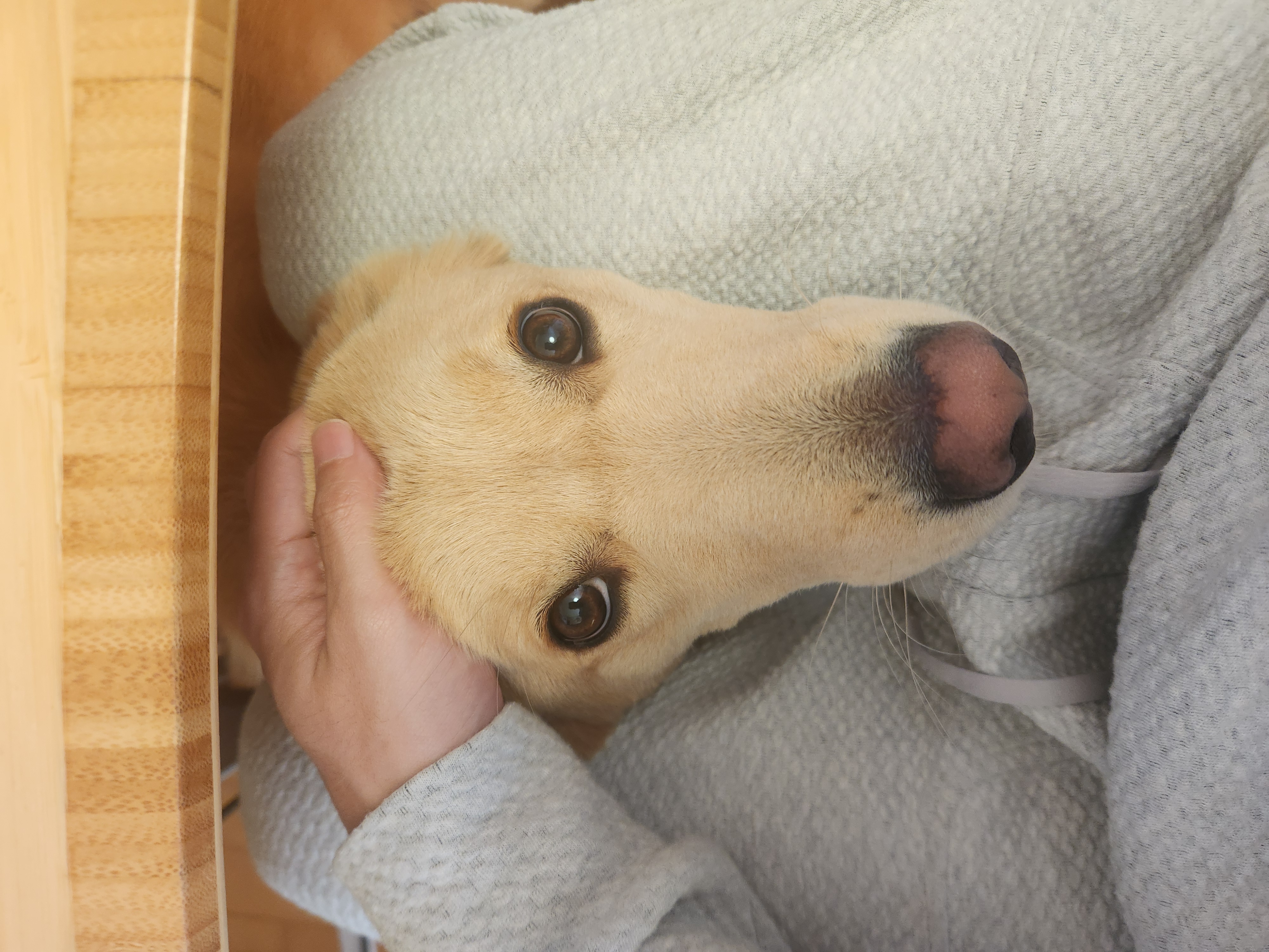 미카(사온이) 2년 입양 후기