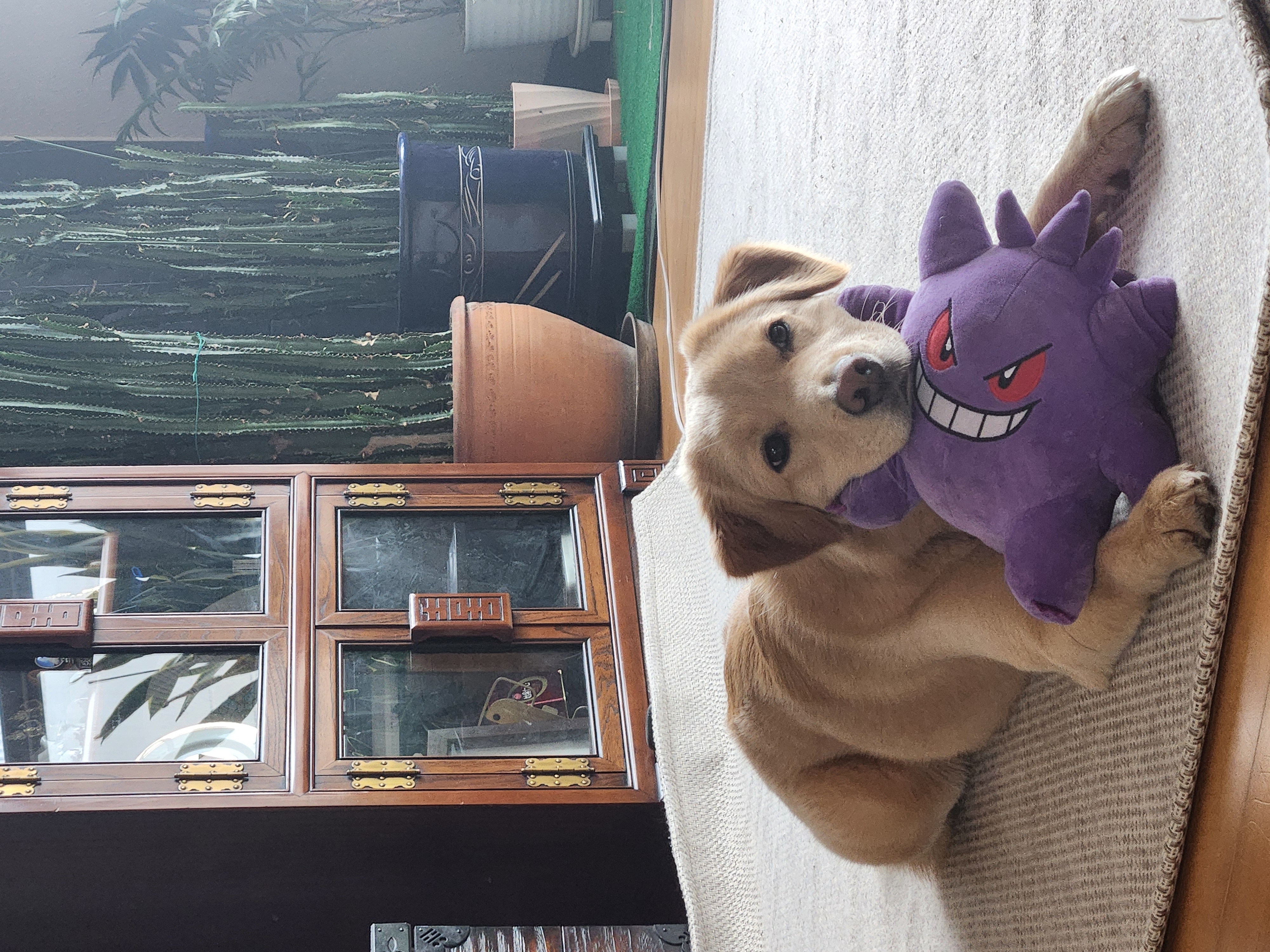 미카(사온이) 2년 입양 후기