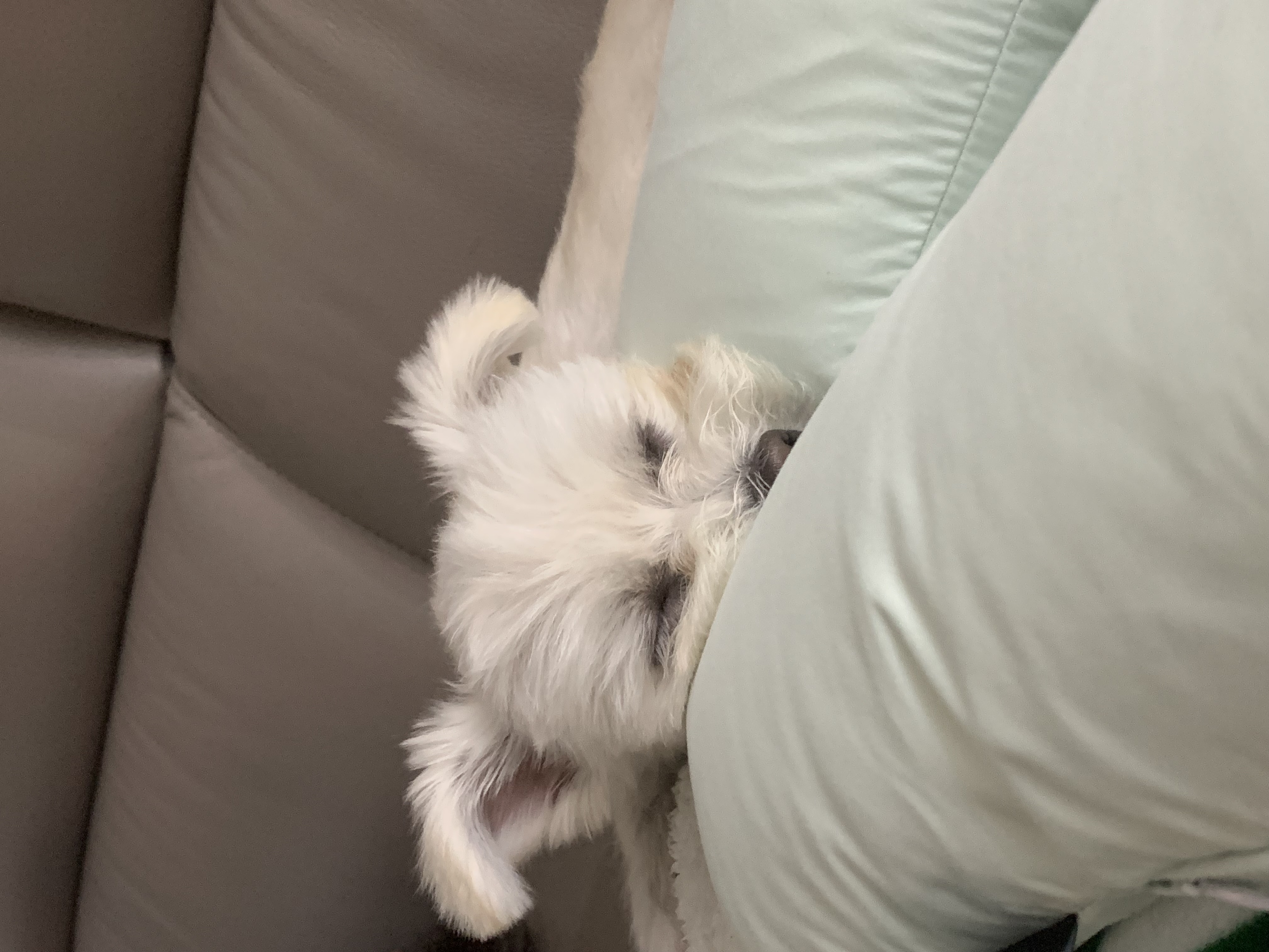 두리(소일이) 입양 2년차 이야기