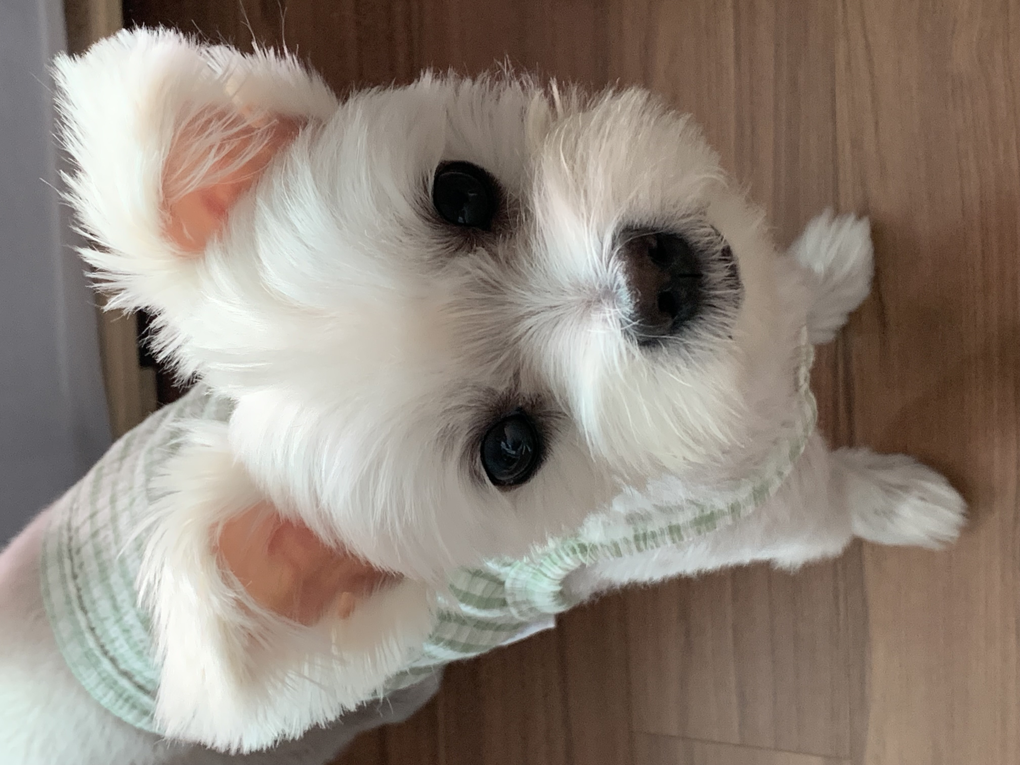 두리(소일이) 입양 2년차 이야기