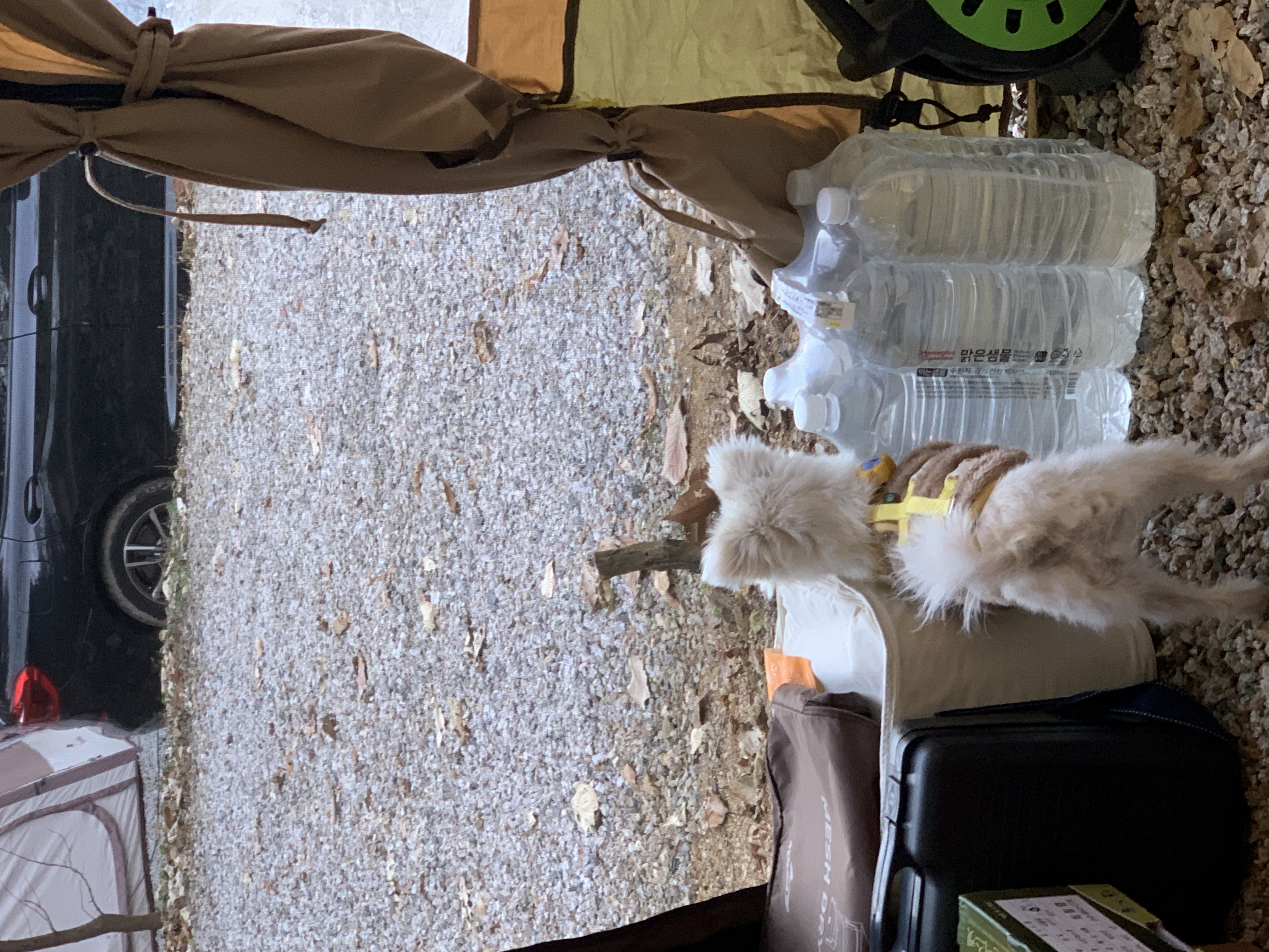 두리(소일이) 입양 2년차 이야기