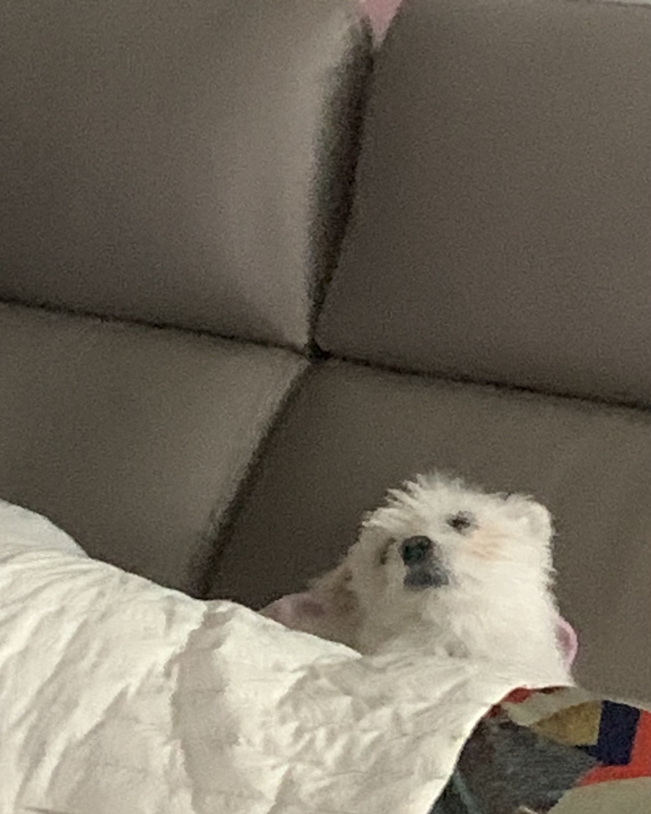 두리(소일이) 입양 2년차 이야기