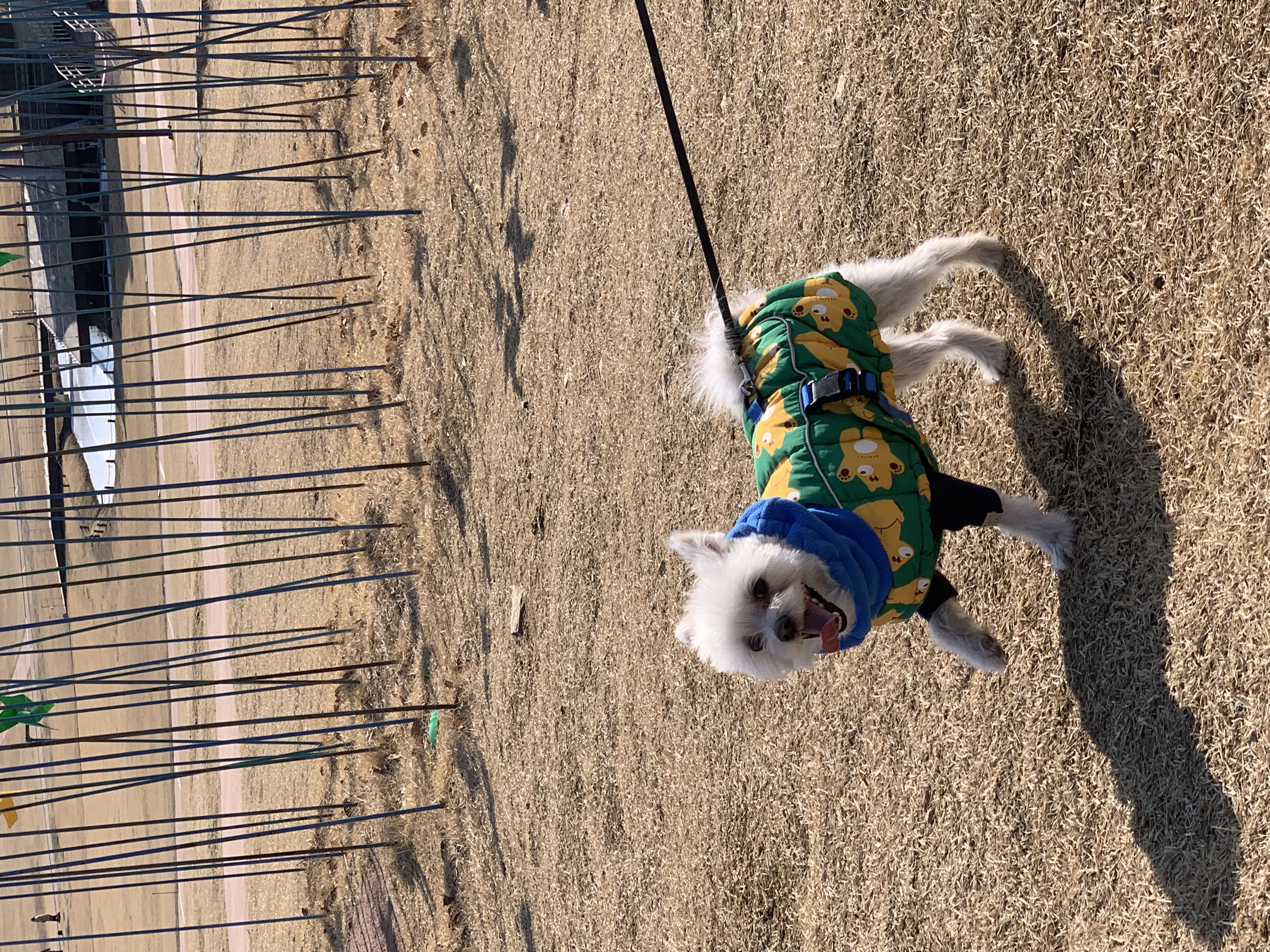 두리(소일이) 입양 2년차 이야기