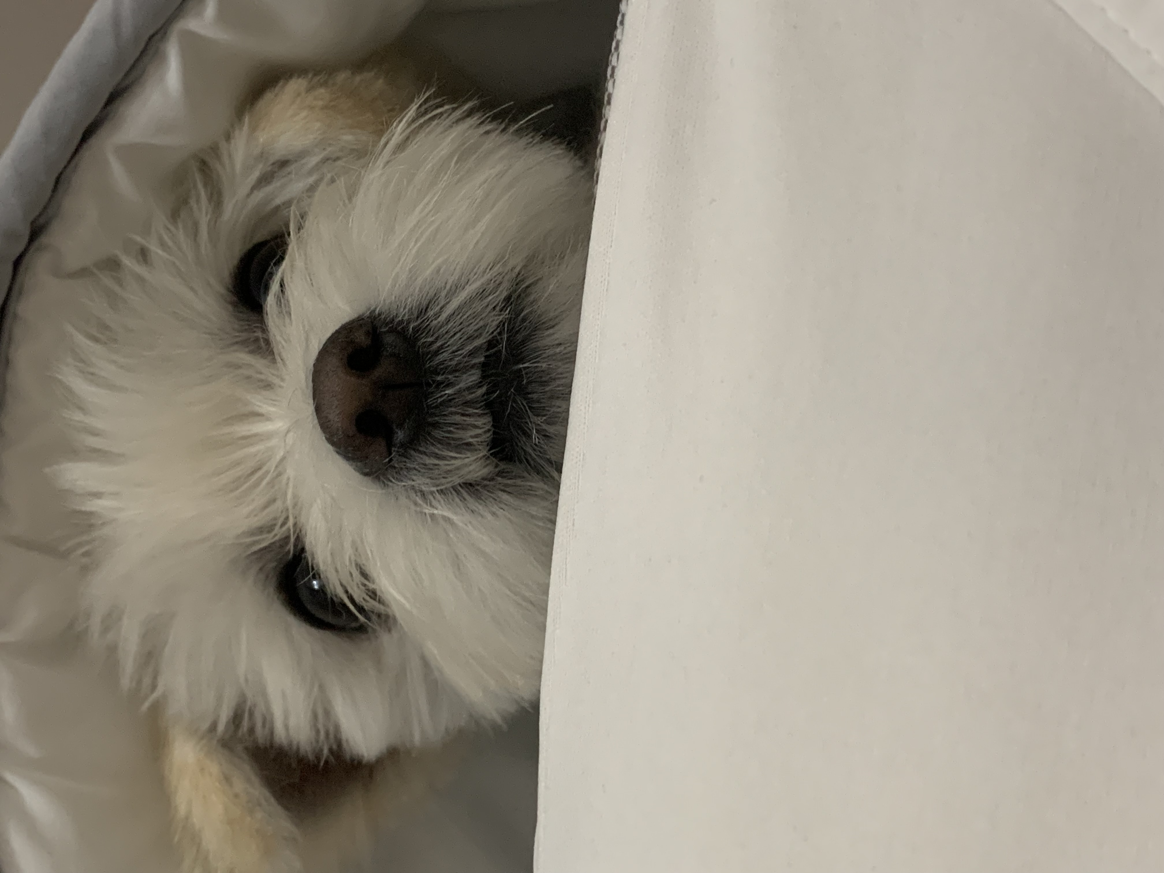 두리(소일이) 입양 2년차 이야기