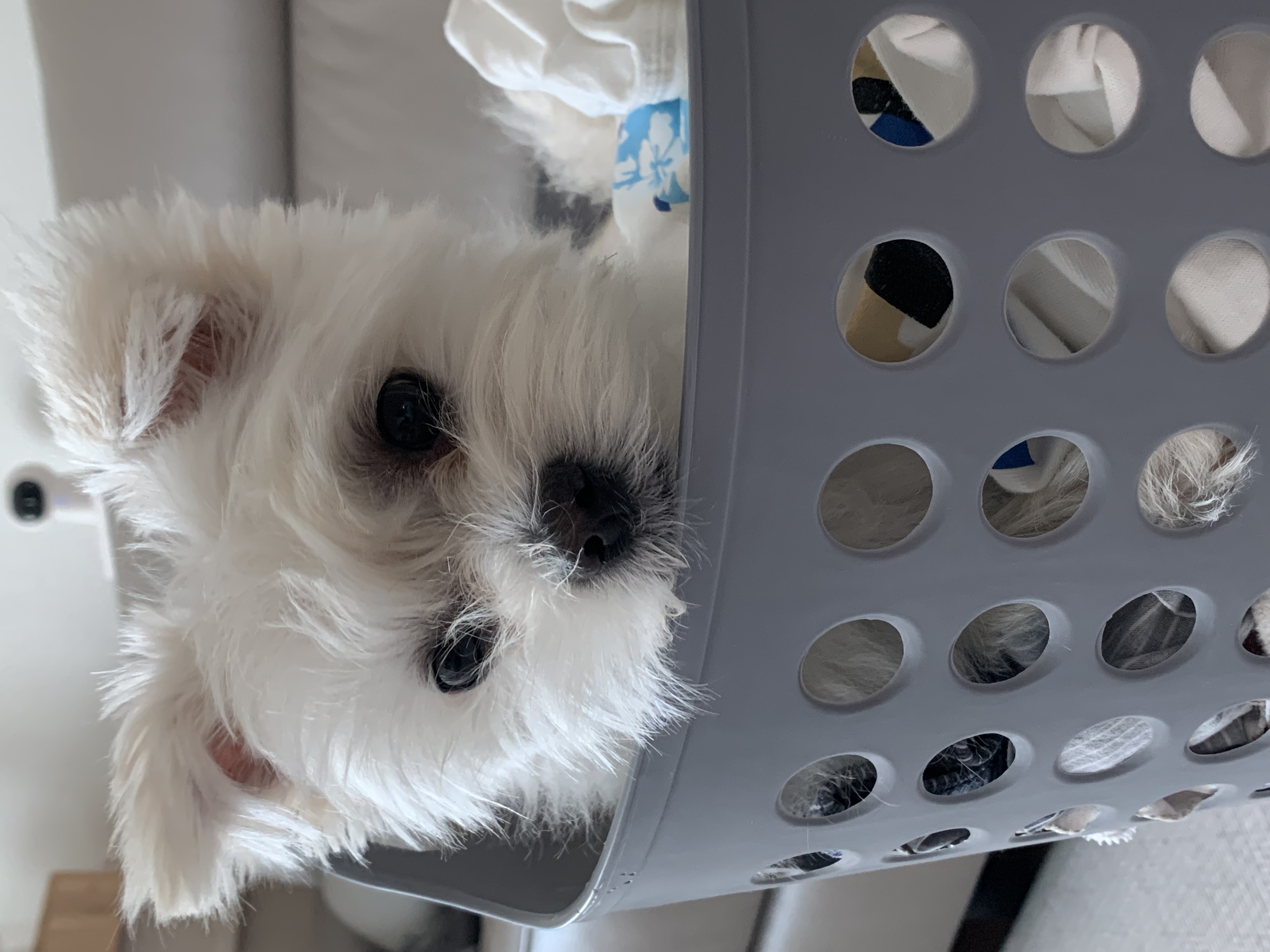 두리(소일이) 입양 2년차 이야기