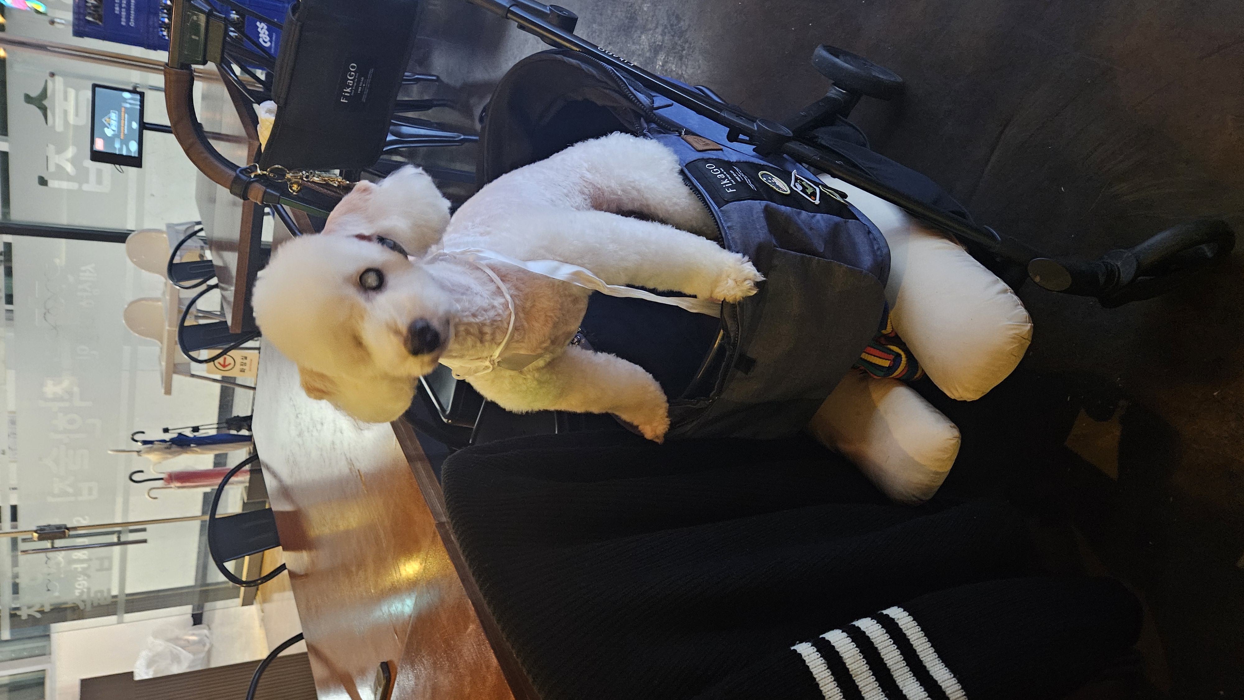 보령빛돌이(송이)검사결과